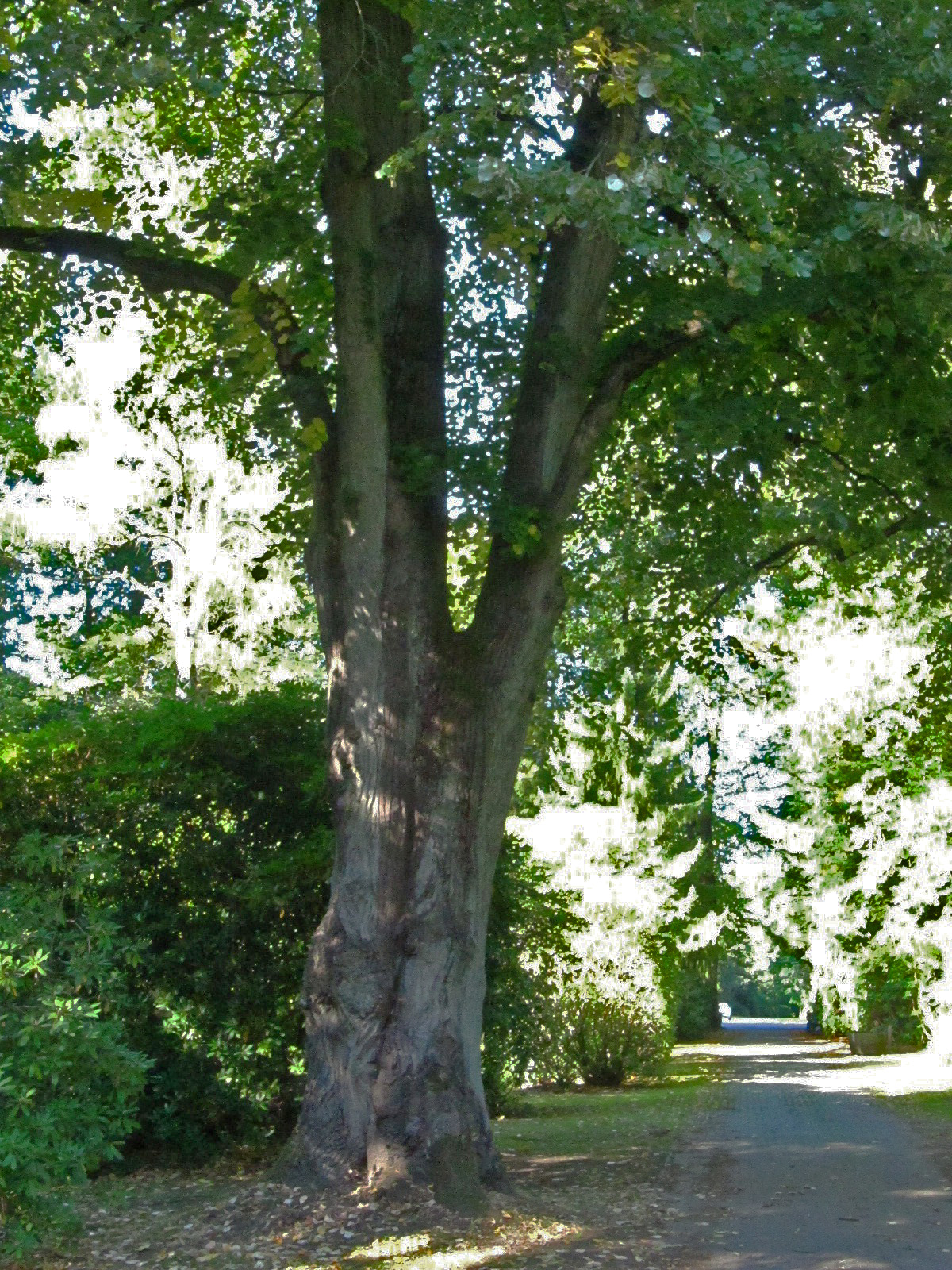 Tilia tomentosa - Ohlsdorfer Friedhof - Sept. 2025