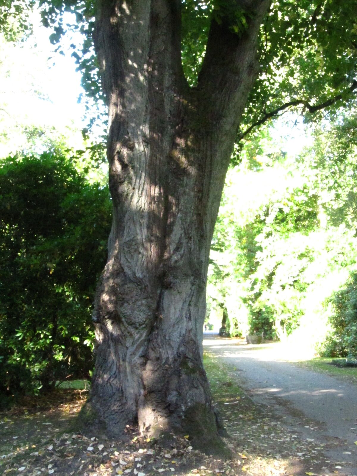 Tilia tomentosa - Ohlsdorfer Friedhof - Sept. 2025