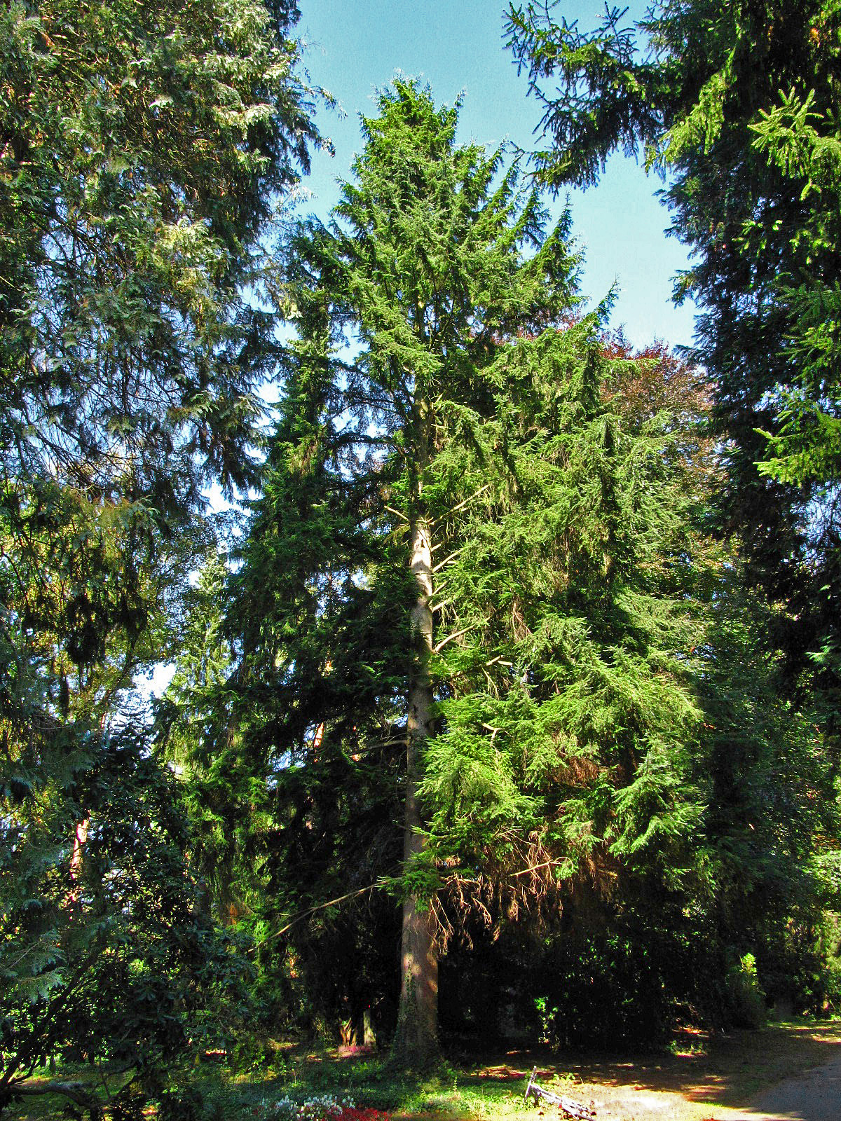 Tsuga heterophylla - Ohlsdorfer Friedhof - Sept. 2025