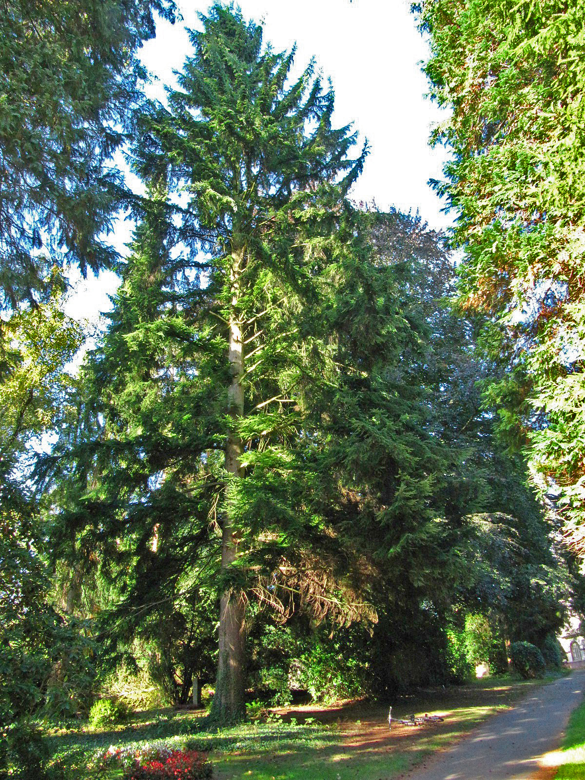 Tsuga heterophylla - Ohlsdorfer Friedhof - Sept. 2025