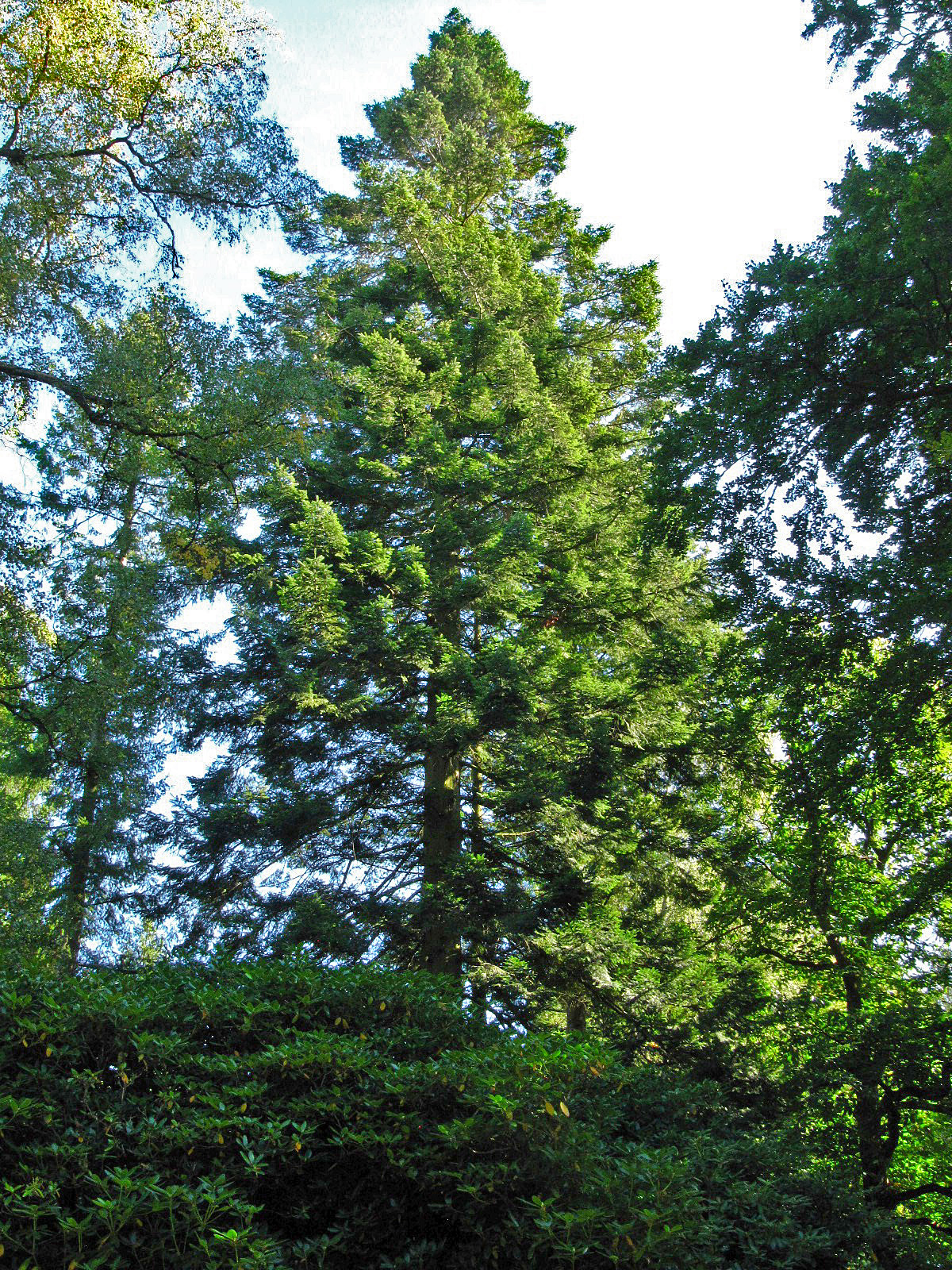 Abies grandis - Ohlsdorfer Friedhof - Sept. 2025