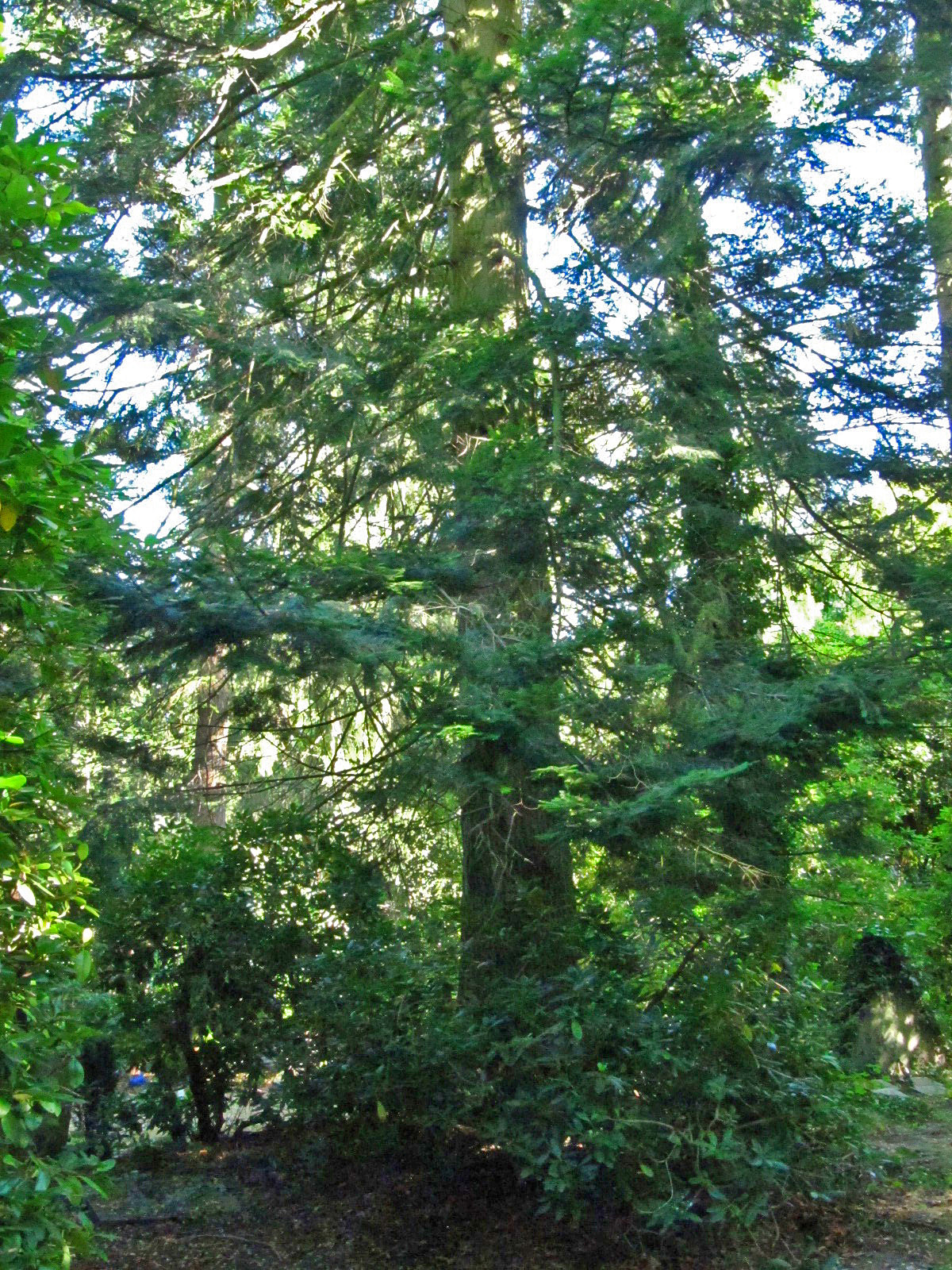 Abies grandis - Ohlsdorfer Friedhof - Sept. 2025