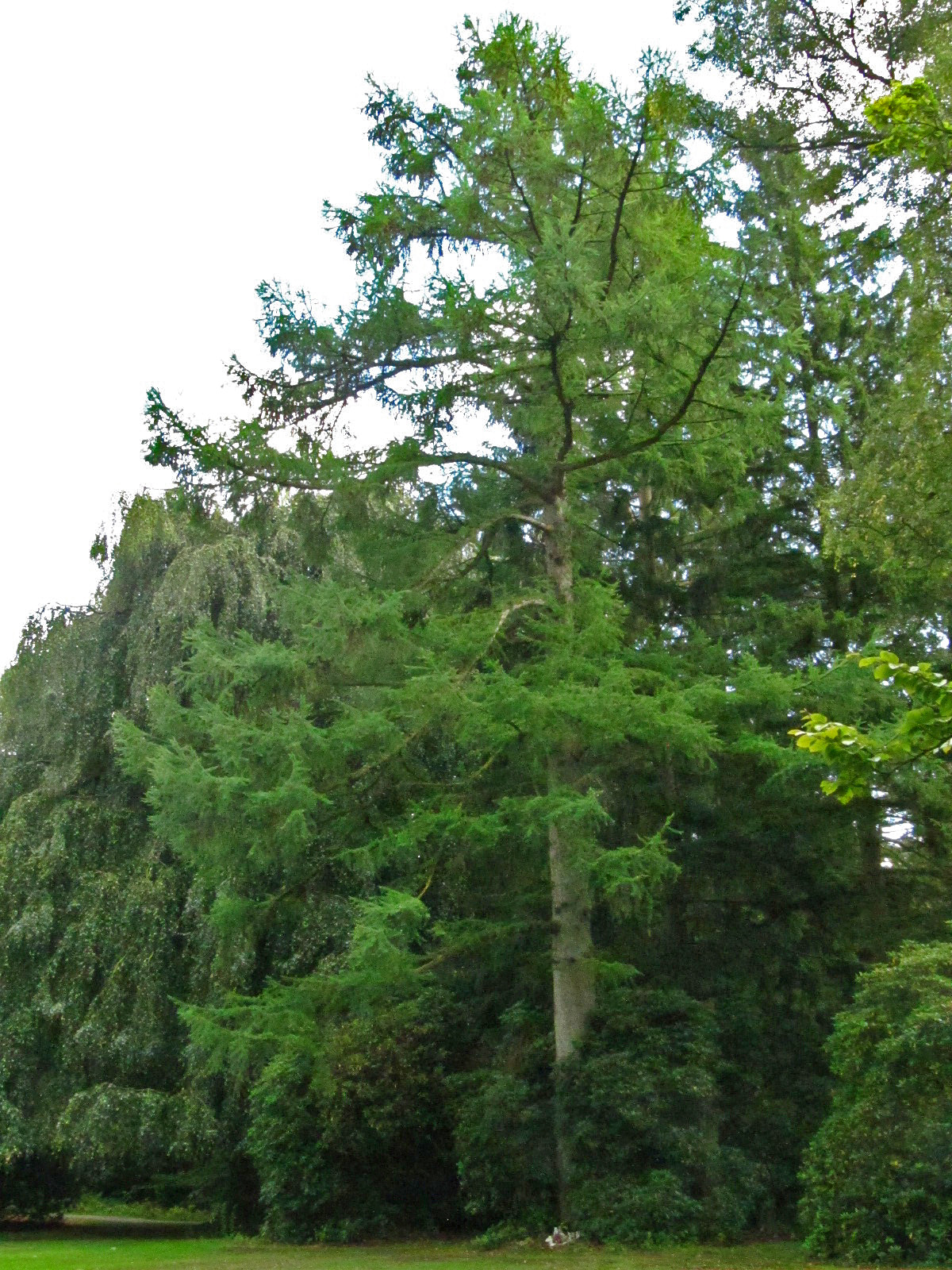 Larix kaempferi - Ohlsdorfer Friedhof - Sept. 2025