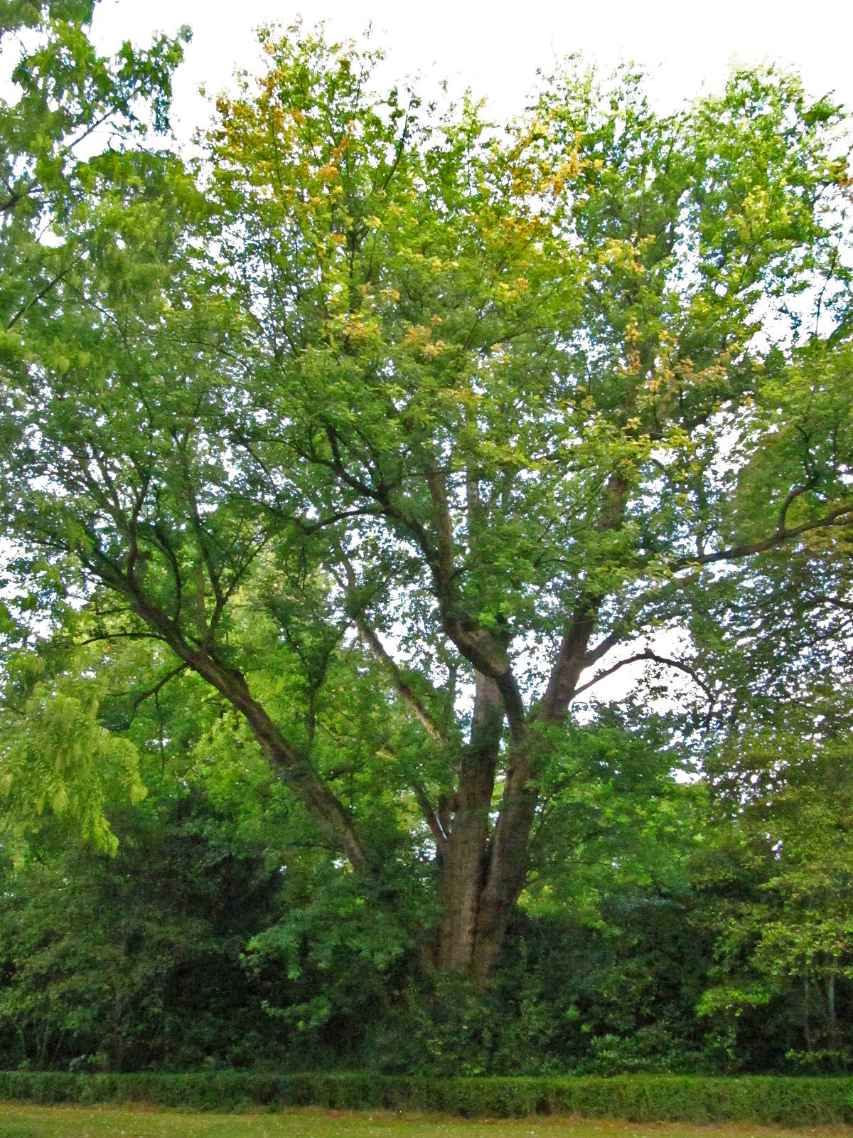 Acer saccharinum