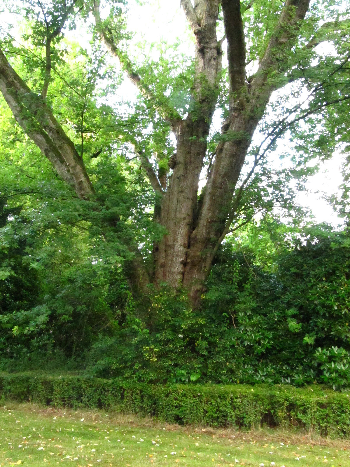 Acer saccharinum - Ohlsdorfer Friedhof - Sept. 2025