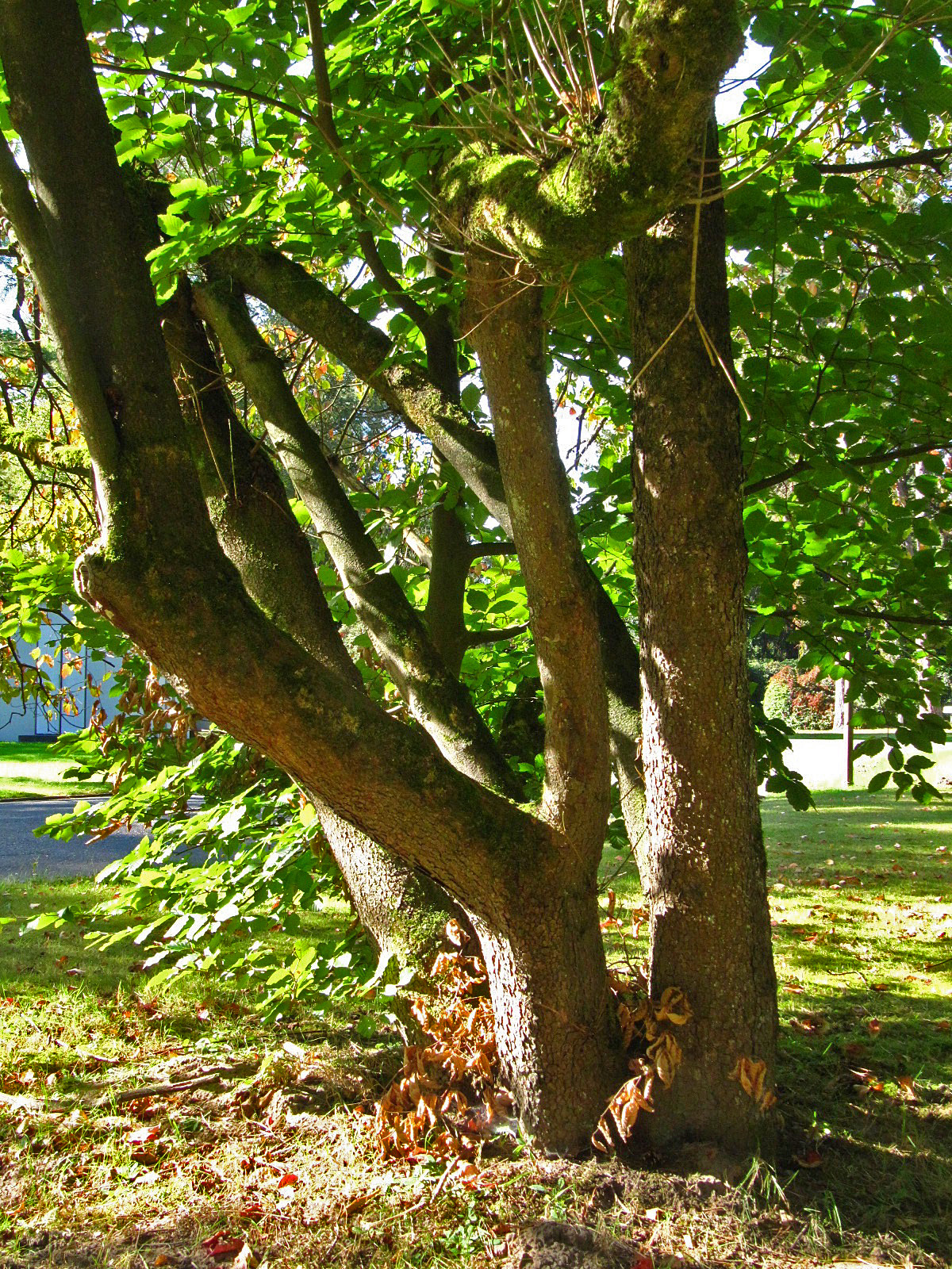 Cornus nutalli 'Eddies White Wonder'- Ohlsdorfer Friedhof - Sept. 2025
