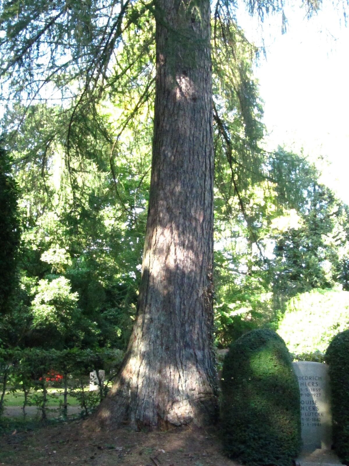 Larix decidua - Ohlsdorfer Friedhof - Sept. 2025
