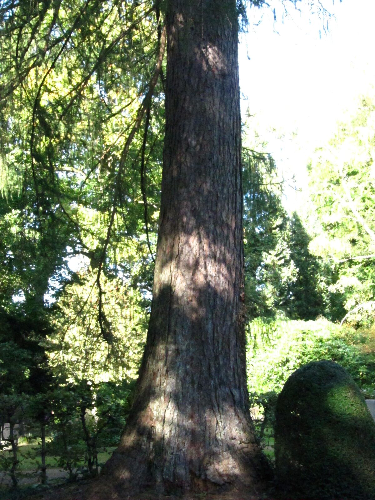 Larix decidua - Ohlsdorfer Friedhof - Sept. 2025