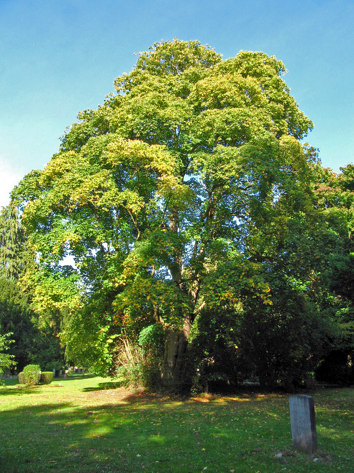 Acer cappadocicum - Ohlsdorfer Friedhof - Sept. 2025