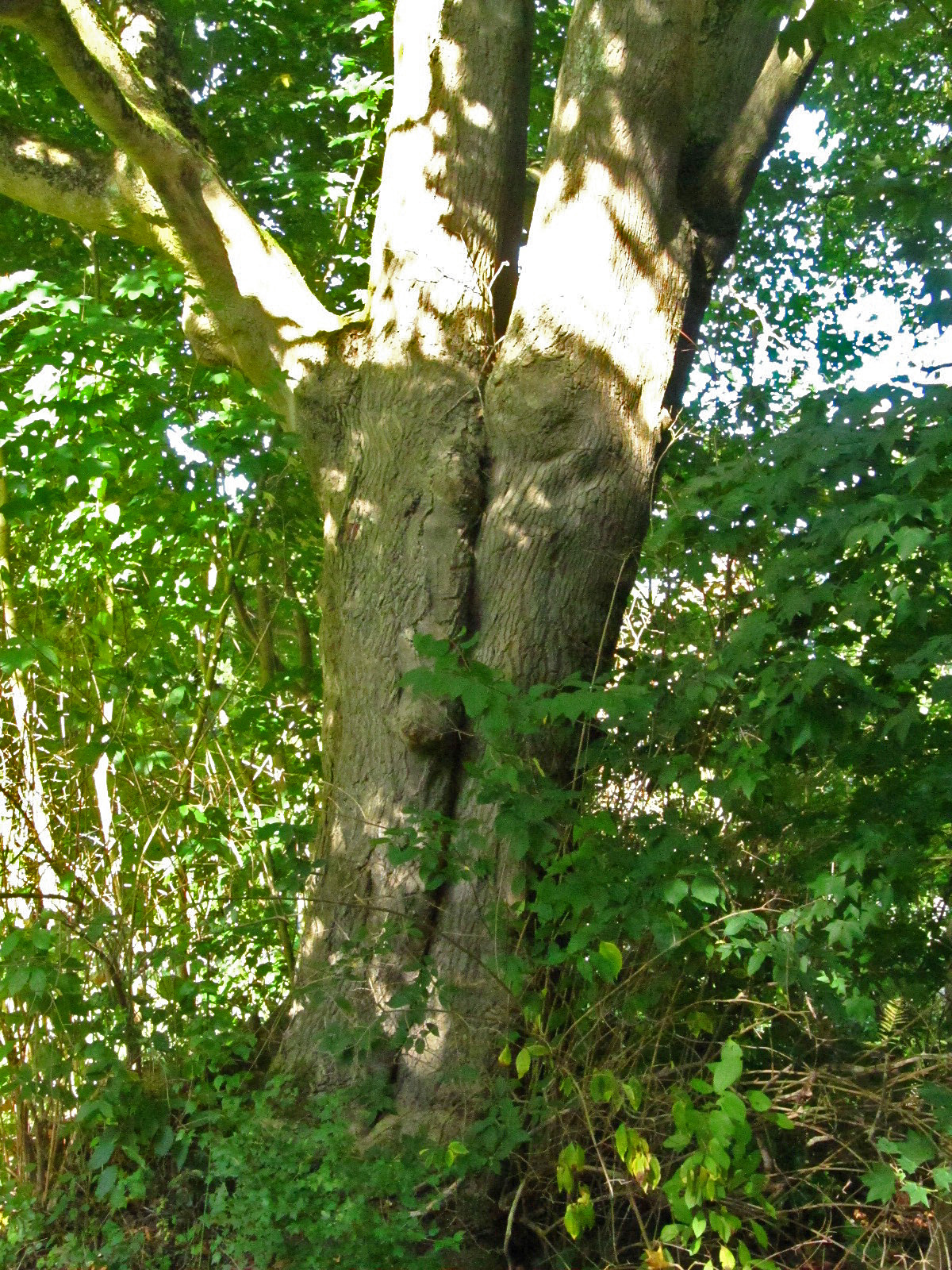 Acer cappadocicum - Ohlsdorfer Friedhof - Sept. 2025