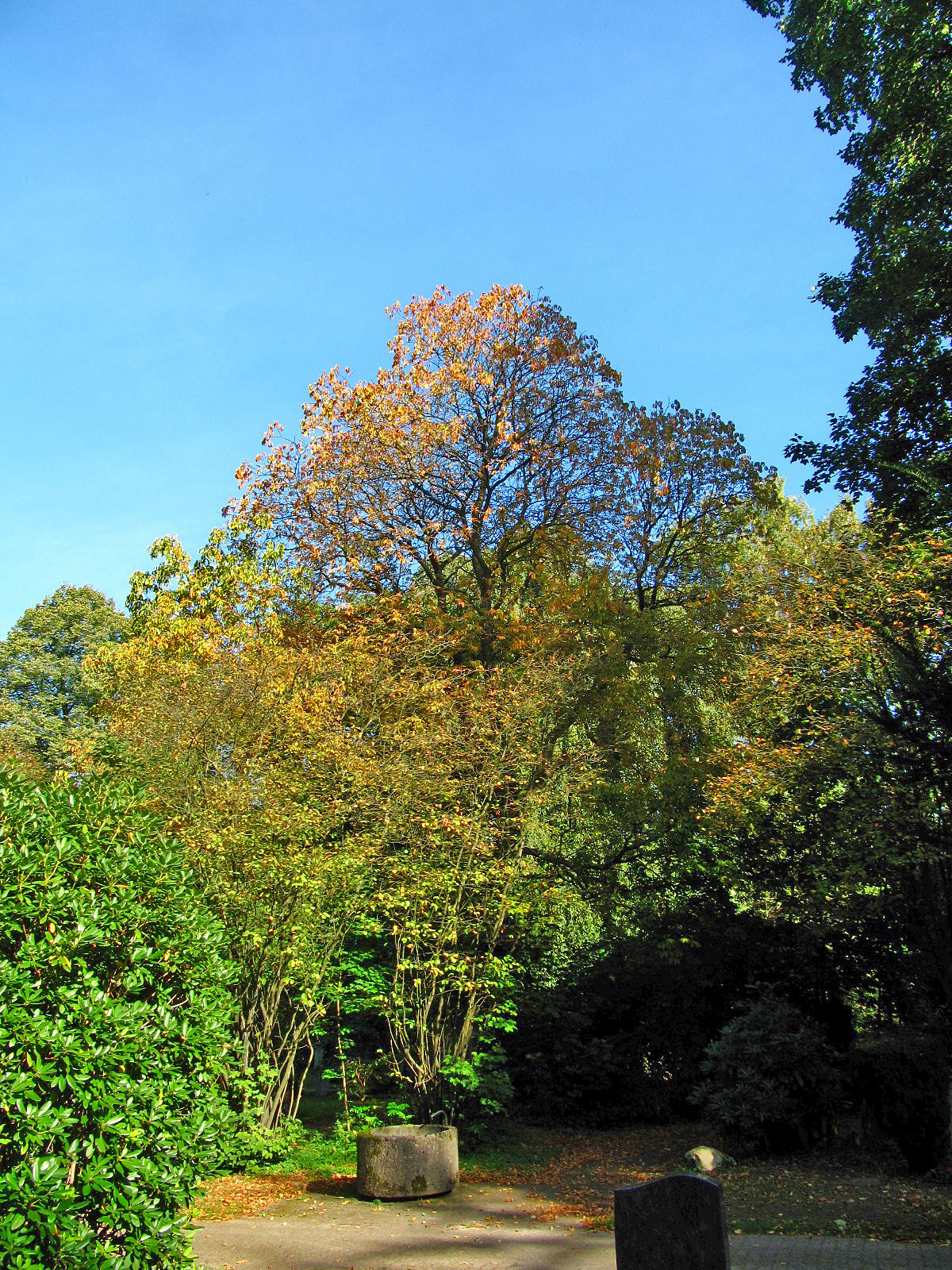 Aesculus flava - Ohlsdorfer Friedhof - Sept. 2025