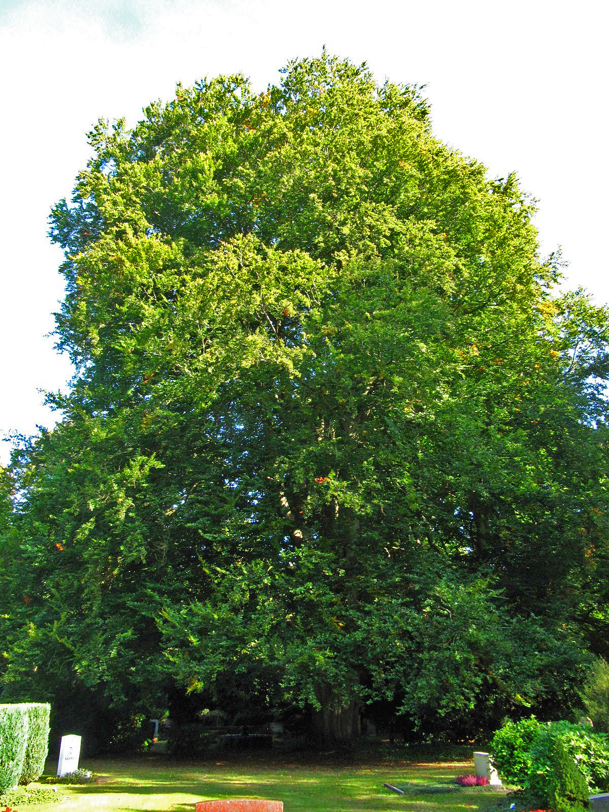 Fagus sylvatica - Ohlsdorfer Friedhof - Sept.2025