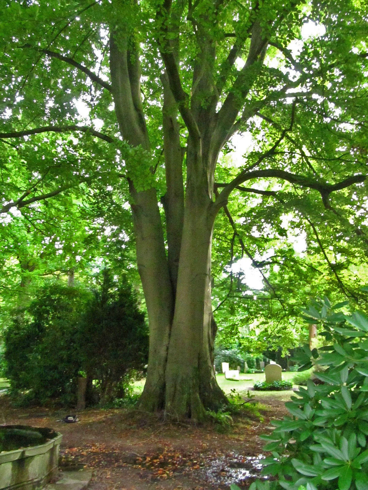 Fagus sylvatica - Ohlsdorfer Friedhof - Sept.2025