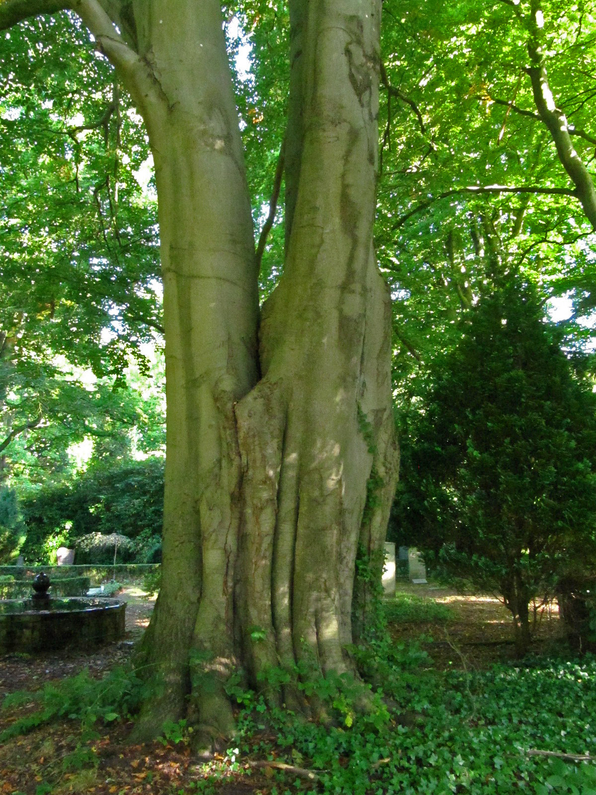 Fagus sylvatica - Ohlsdorfer Friedhof - Sept.2025