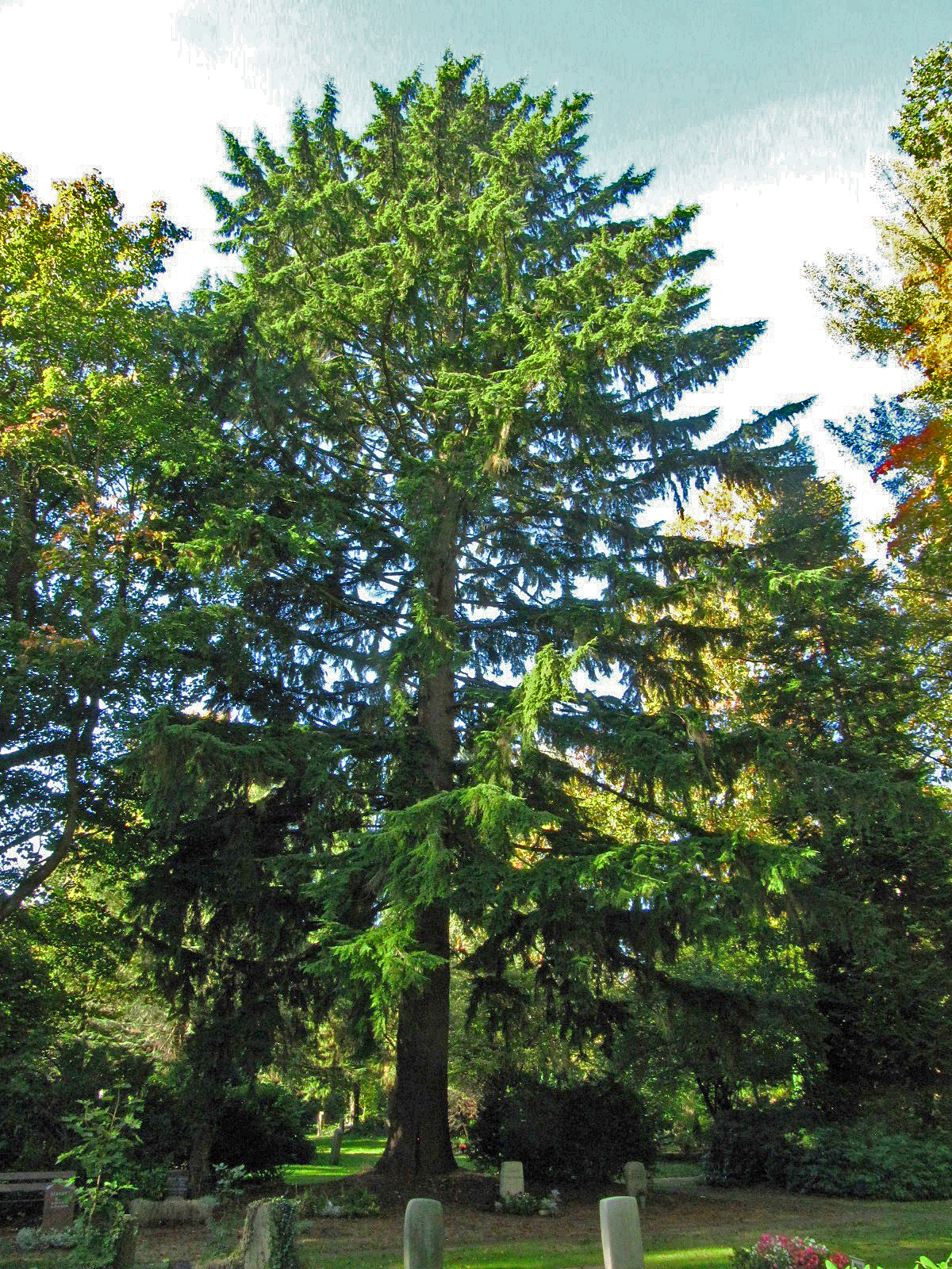 Tsuga heterophylla - Ohlsdorfer Friedhof - Okt. 2025