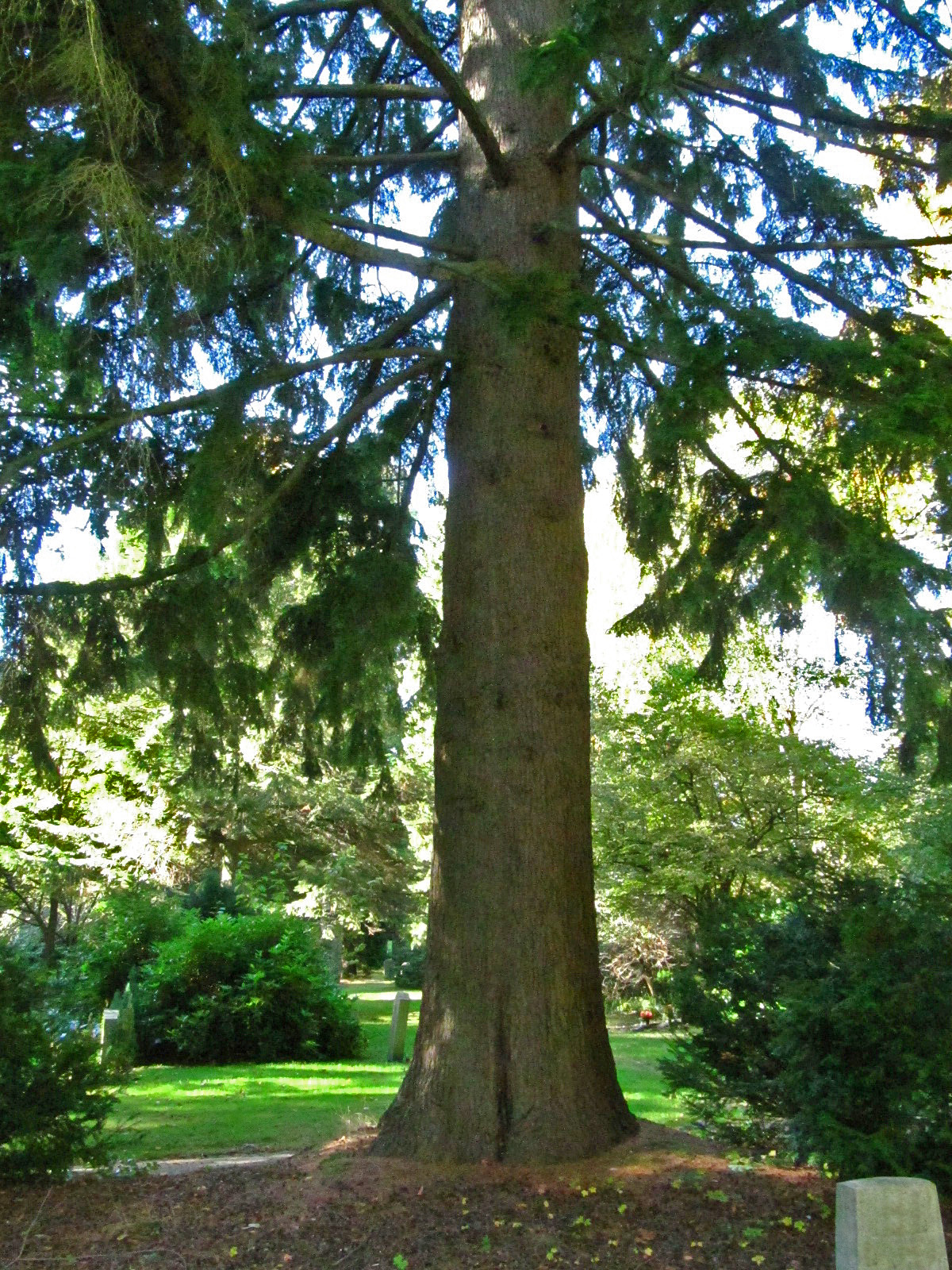 Tsuga heterophylla - Ohlsdorfer Friedhof - Okt. 2025