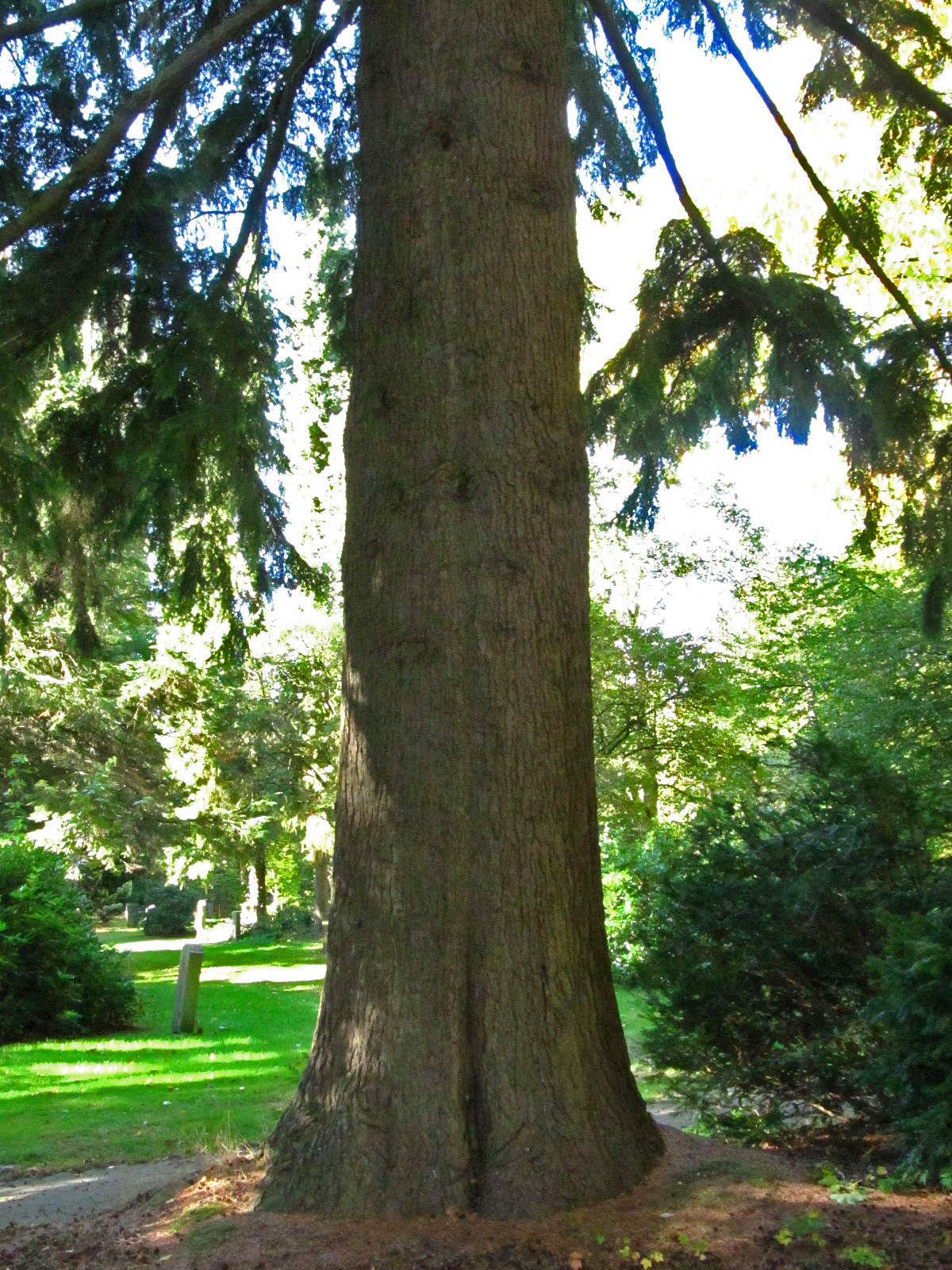 Tsuga heterophylla - Ohlsdorfer Friedhof - Okt. 2025