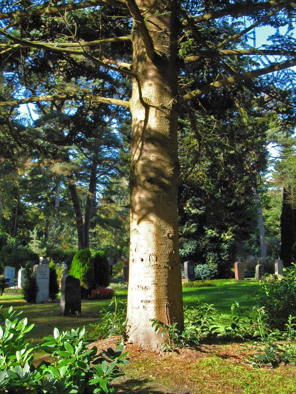 Abies pinsapo - Ohlsdorfer Friedhof - Okt. 2025