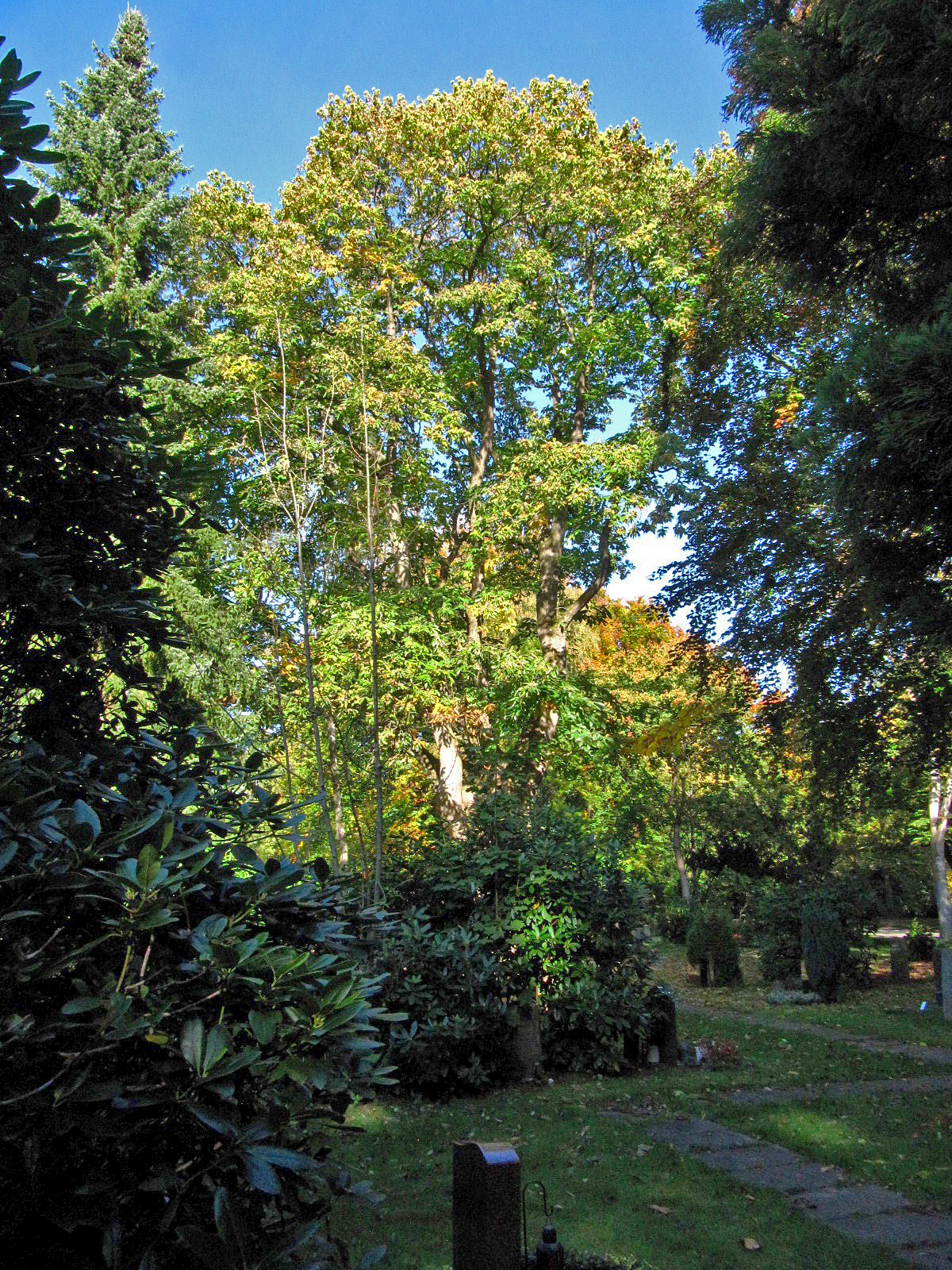 Castanea sativa - Ohlsdorfer Friedhof - Okt. 2025