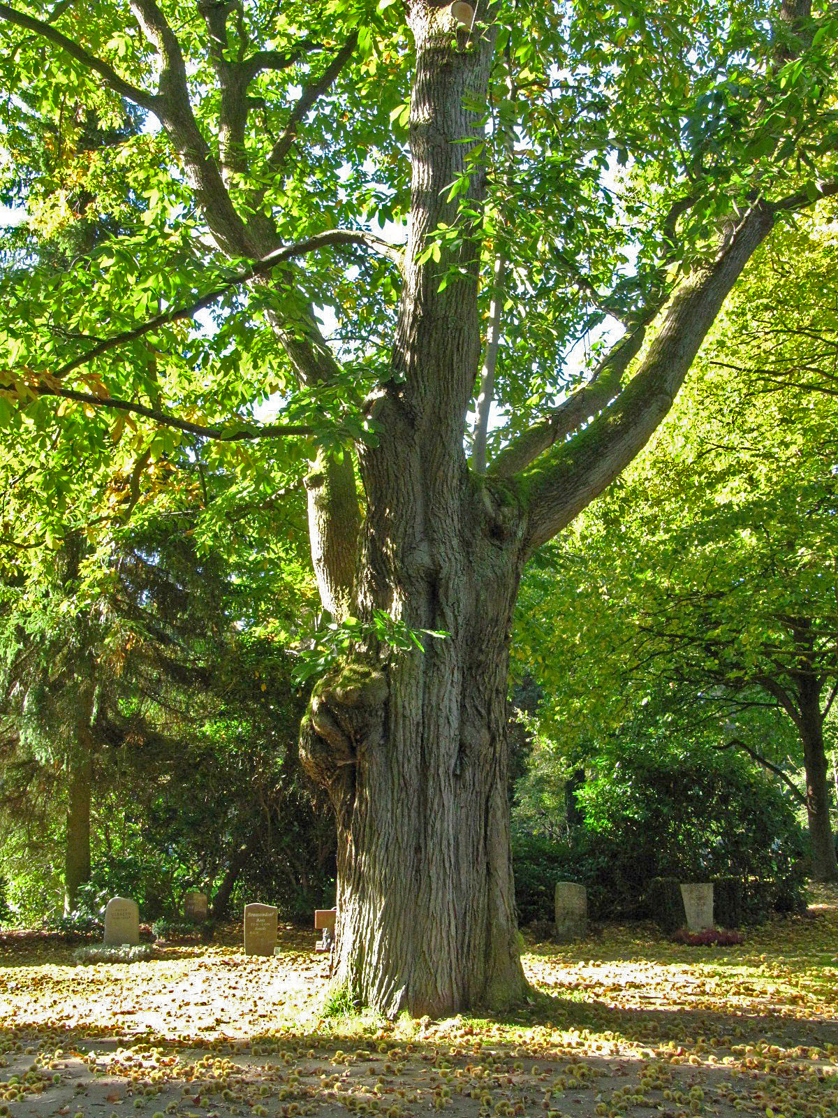 Castanea sativa - Ohlsdorfer Friedhof - Okt. 2025