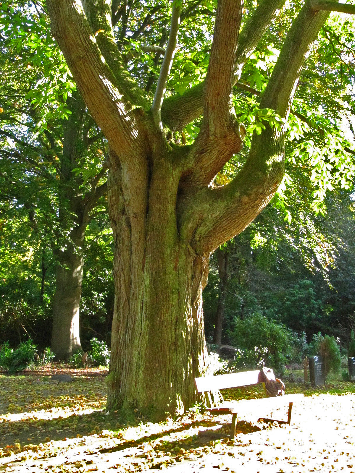 Castanea sativa - Ohlsdorfer Friedhof - Okt. 2025