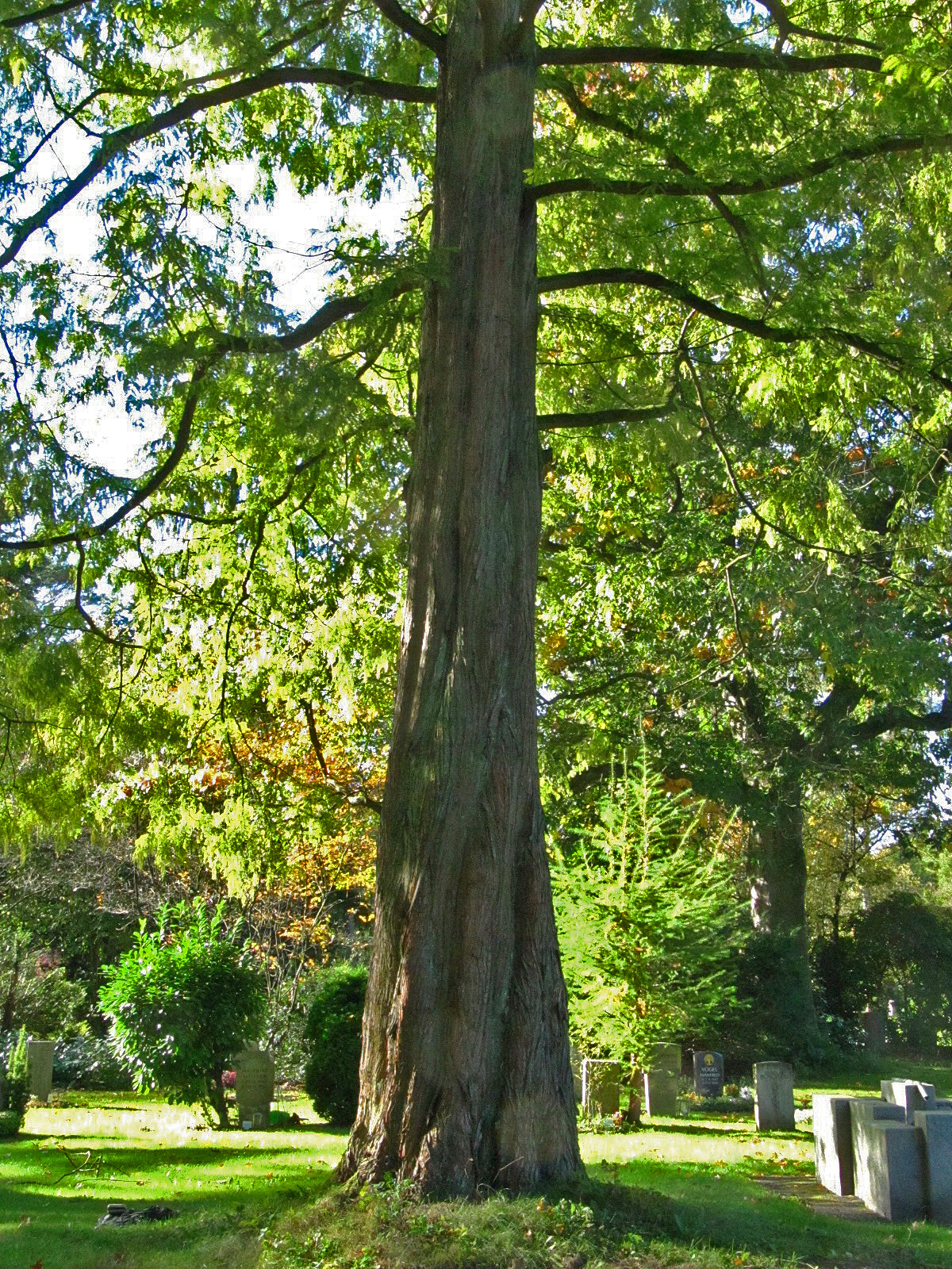 Metasequoia glyptostroboides - Ohlsdorfer Friedhof - Okt. 2025