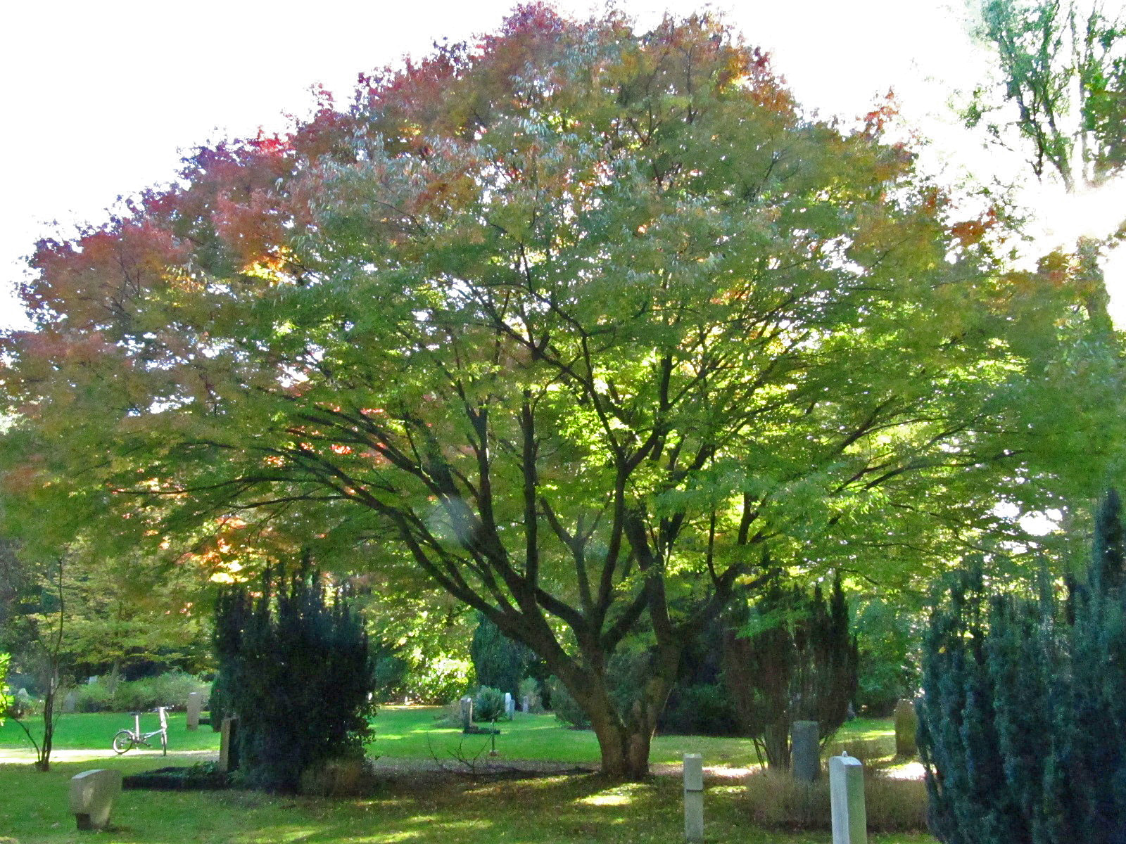 serrata Zelkova