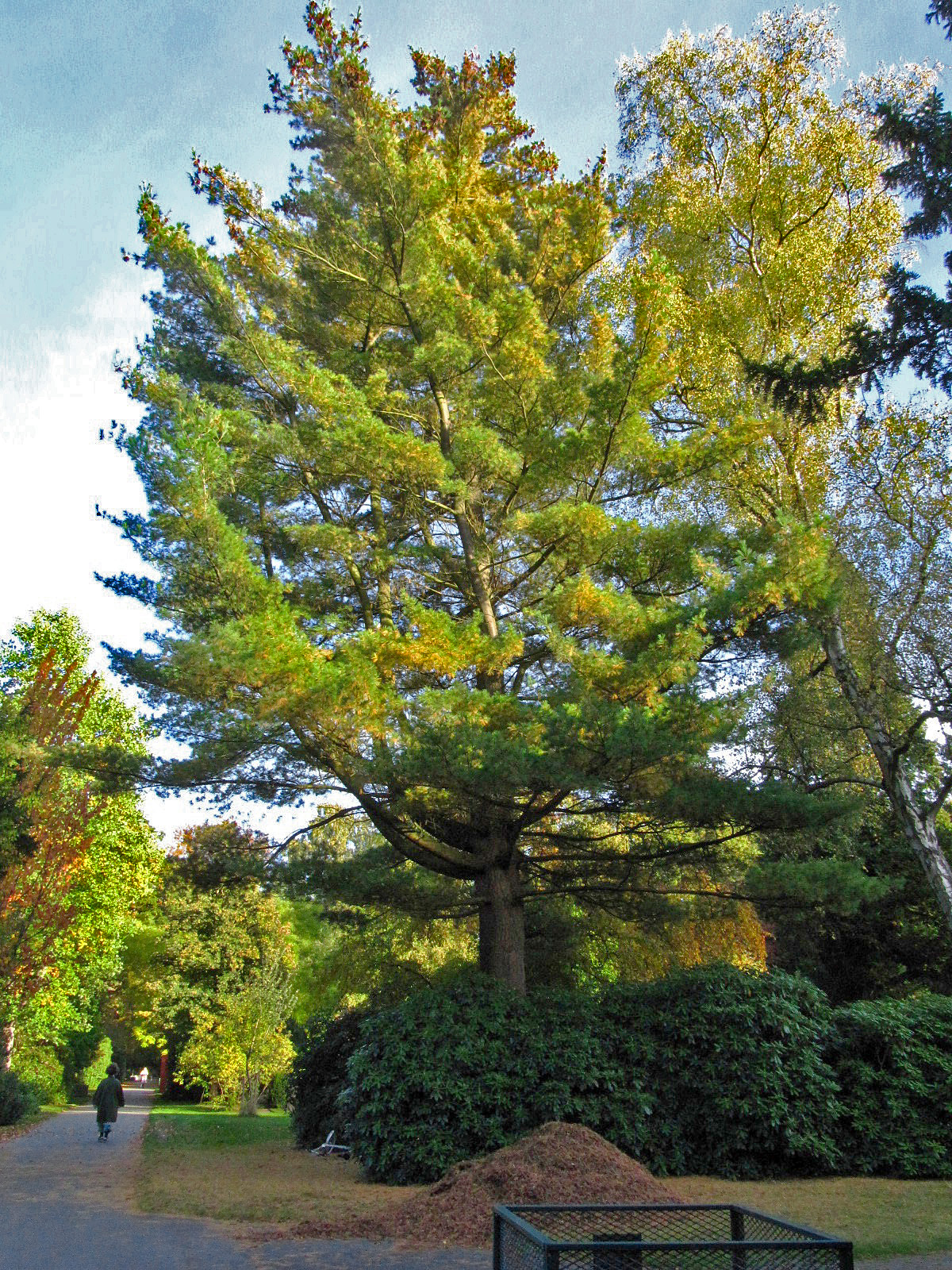 Pinus strobus - Ohlsdorfer Friedhof - Okt. 2025