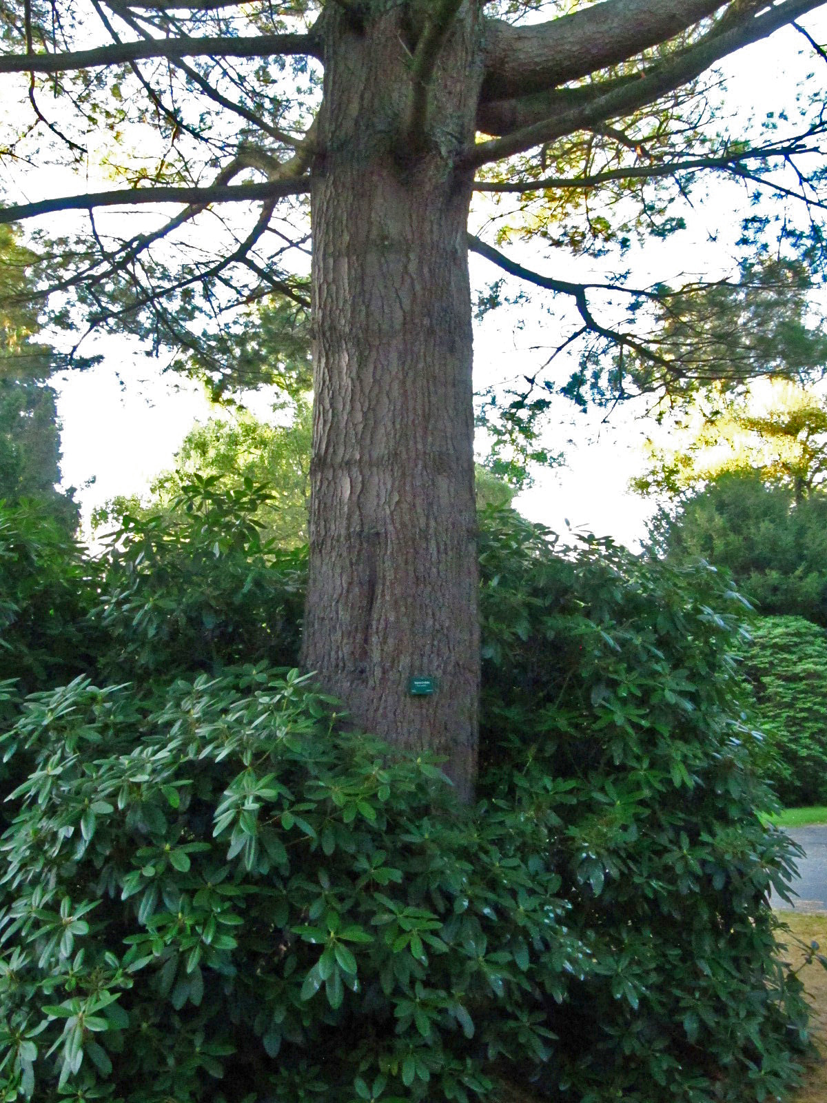 Pinus strobus - Ohlsdorfer Friedhof - Okt. 2025