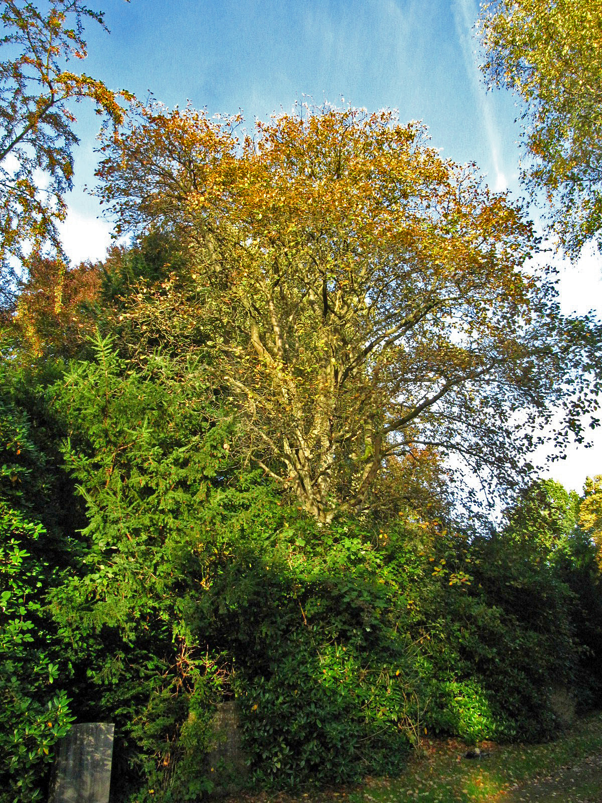 Sorbus intermedia - Ohlsdorfer Friedhof - Okt. 2025