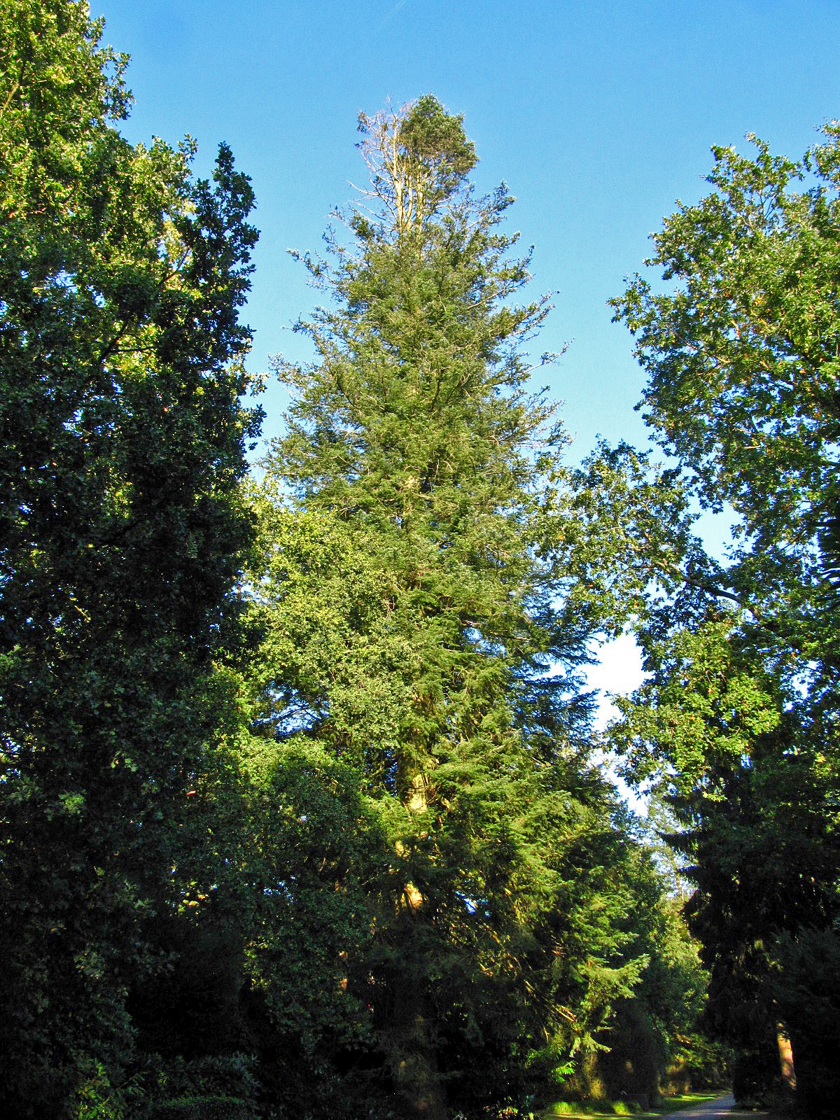 Abies grandis - Ohlsdorfer Friedhof - Okt. 2025