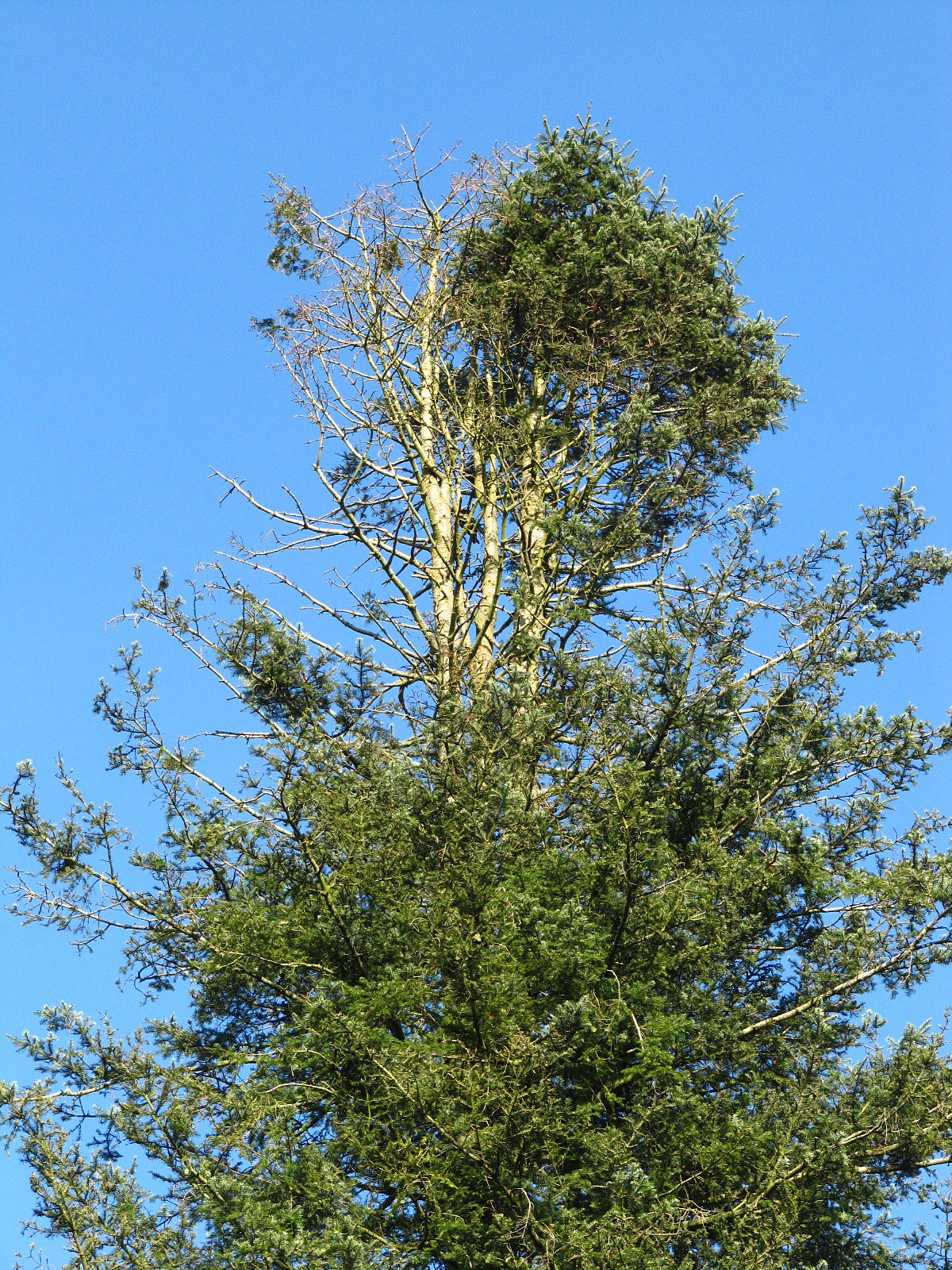Abies grandis - Ohlsdorfer Friedhof - Okt. 2025