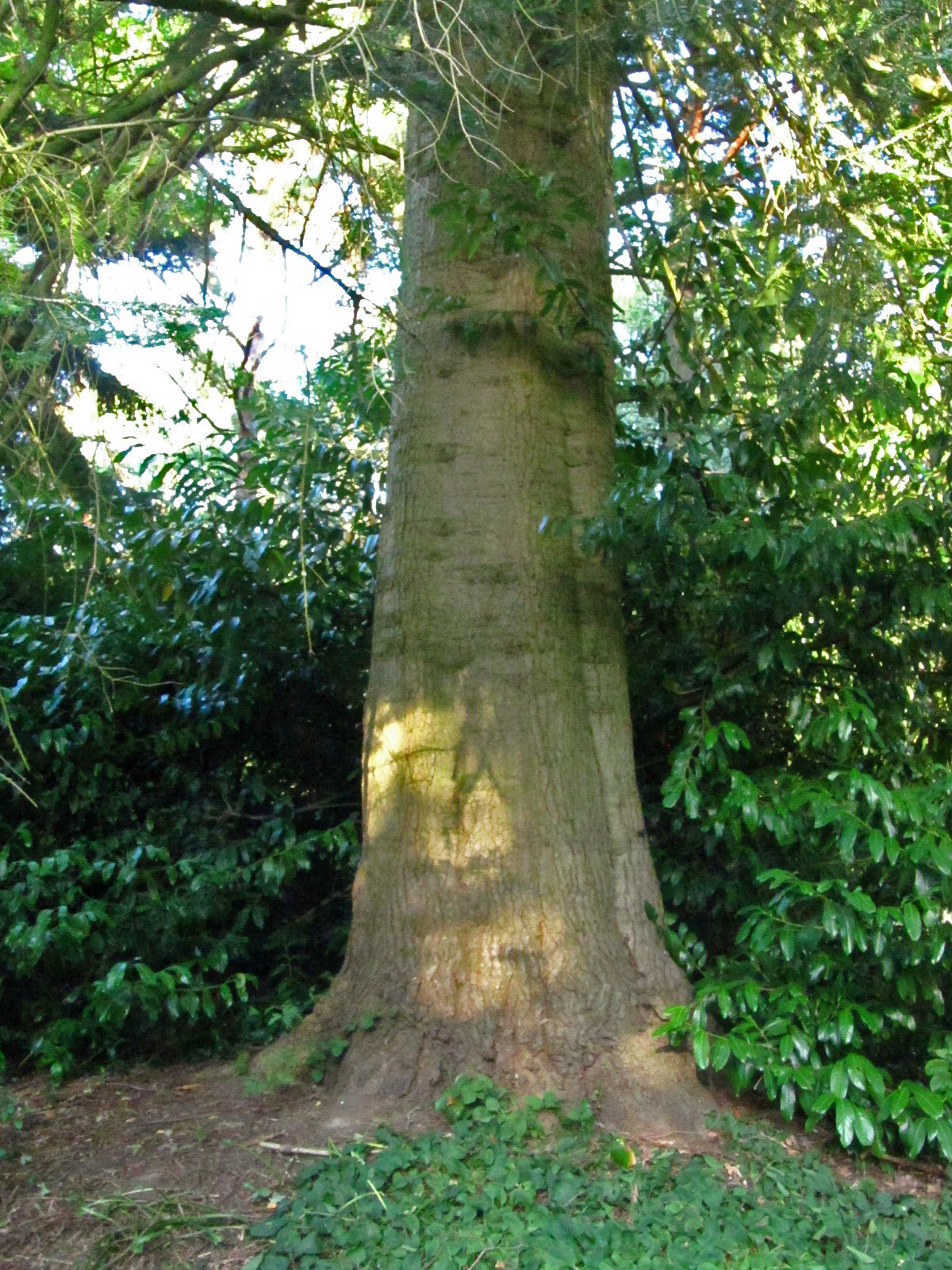 Abies grandis - Ohlsdorfer Friedhof - Okt. 2025