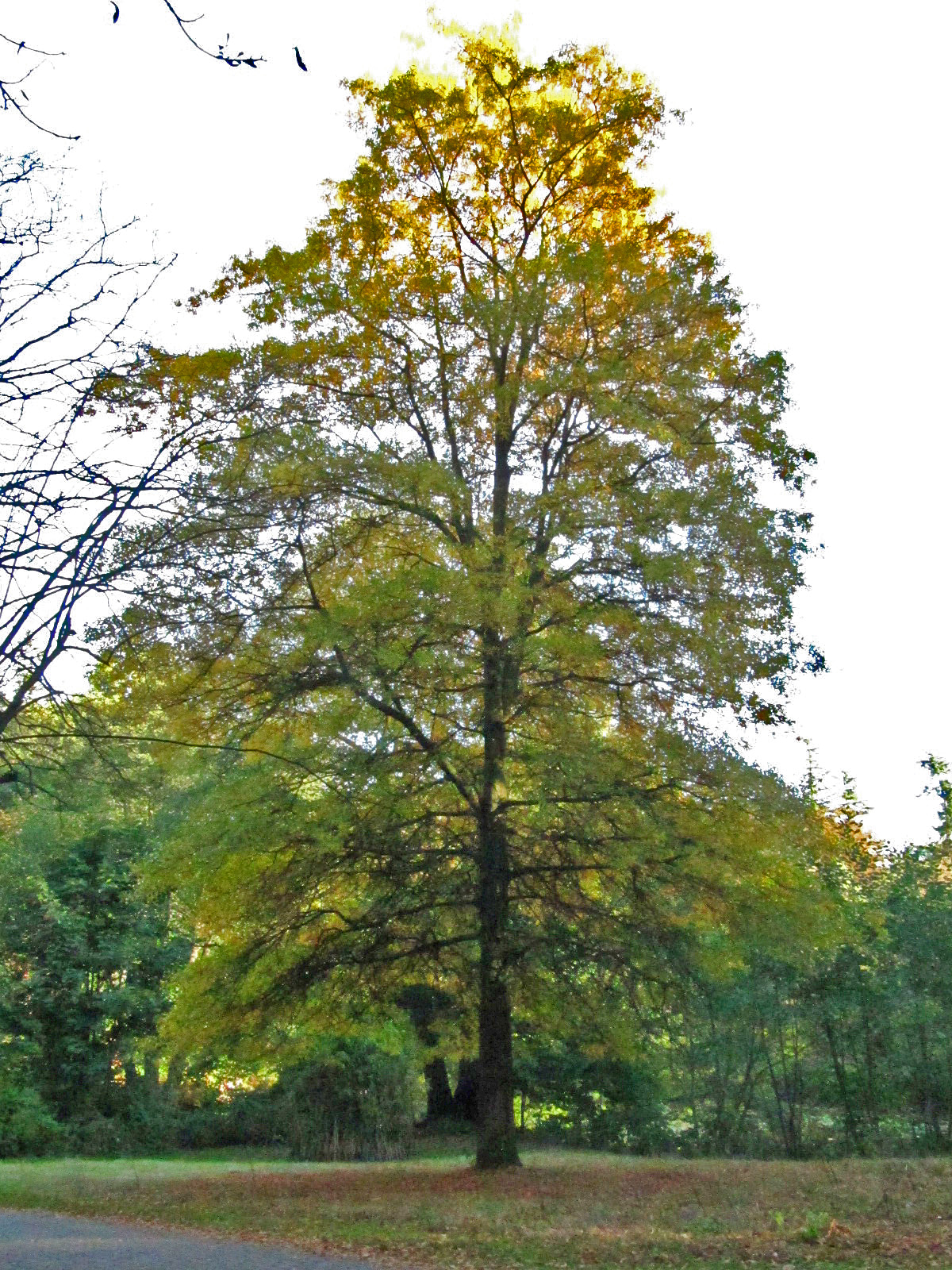 Quercus phellos - Ohlsdorfer Friedhof - Okt. 2025