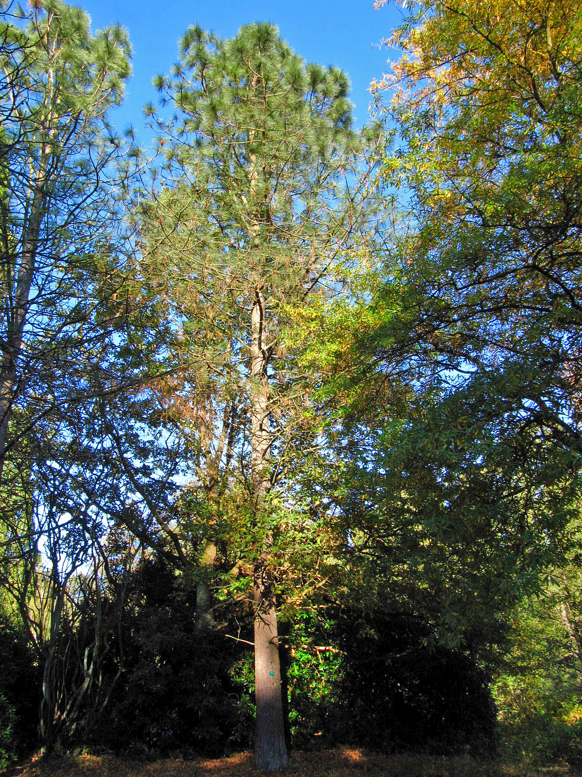 Pinus jeffreyi - Ohlsdorfer Friedhof - Okt. 2025