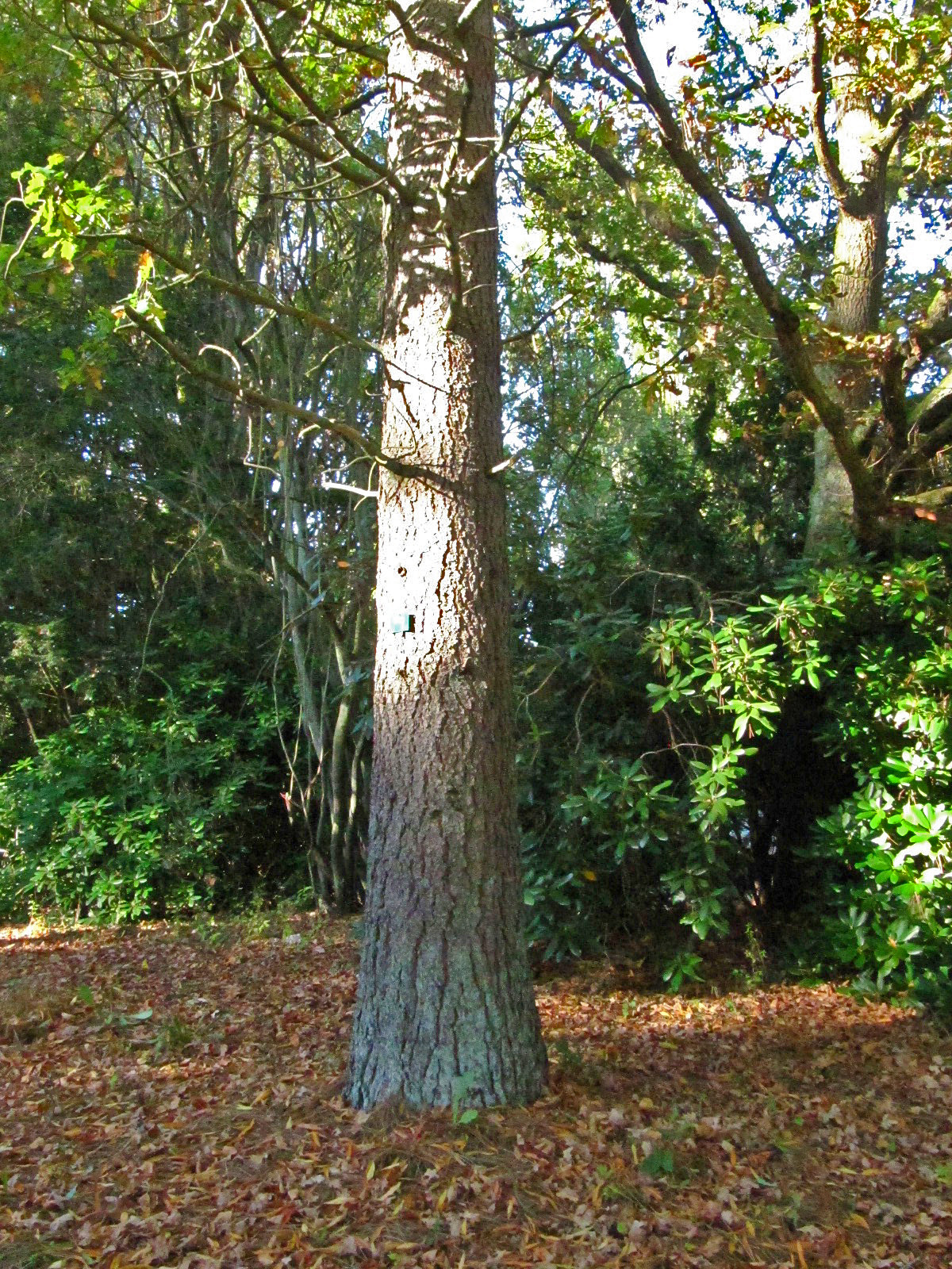 Pinus jeffreyi - Ohlsdorfer Friedhof - Okt. 2025