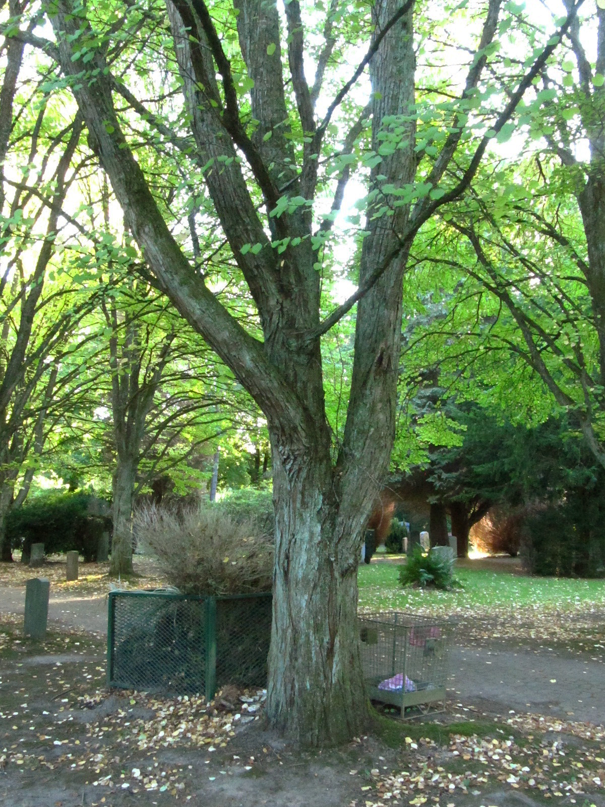 Cercidiphyllum japonicum
