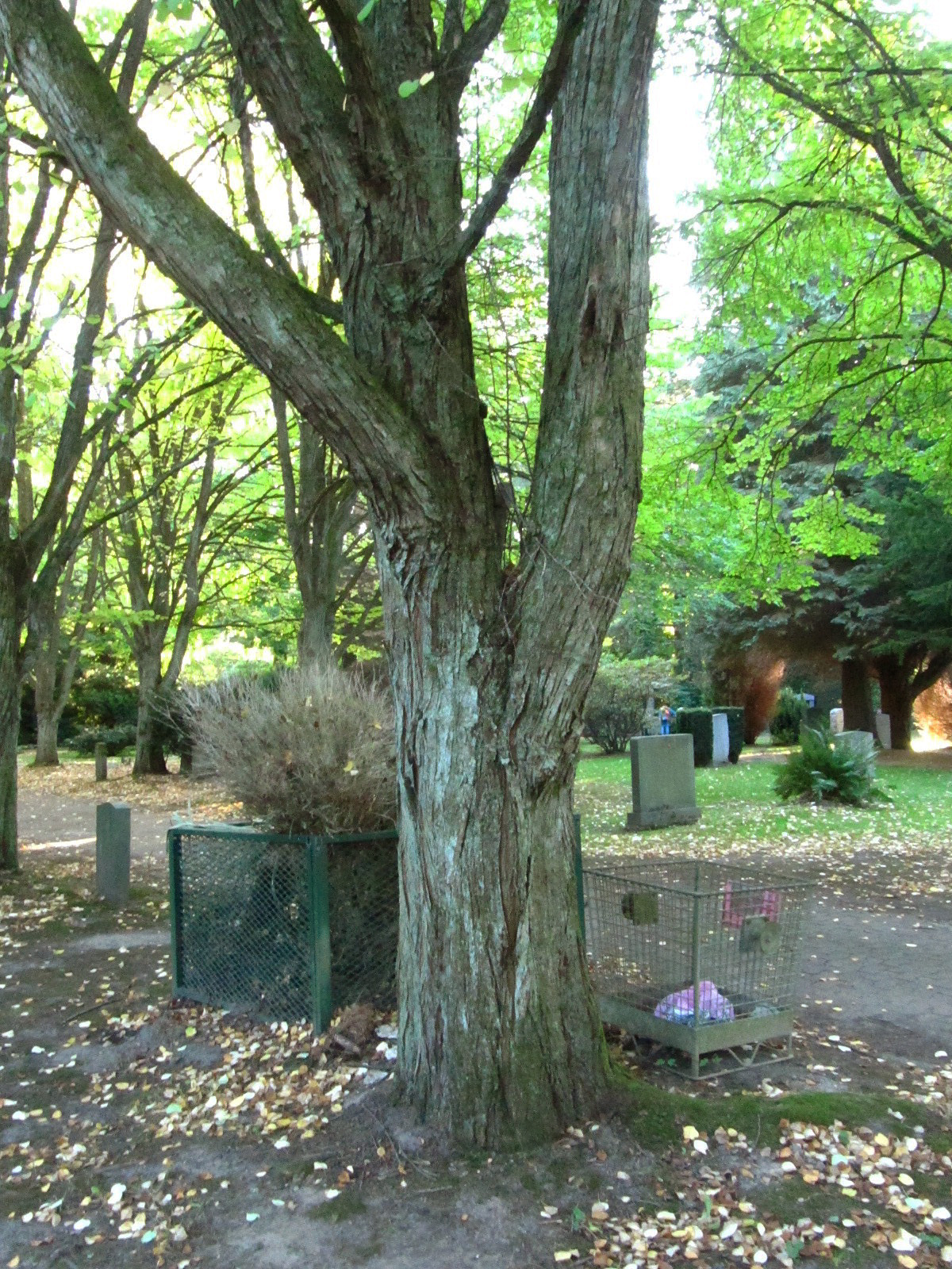 Cercidiphyllum japonicum - Ohlsdorfer Friedhof - Okt. 2025