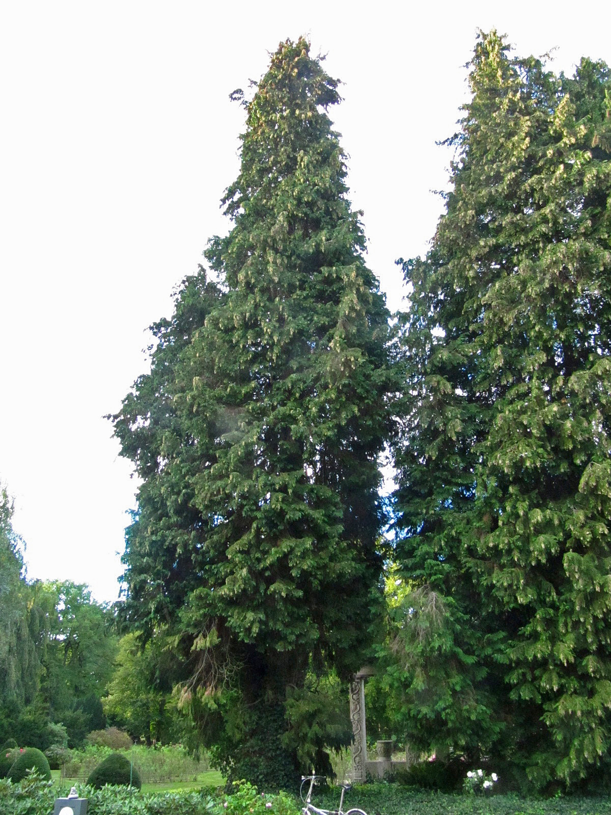 Chamaecyparis lawsoniana