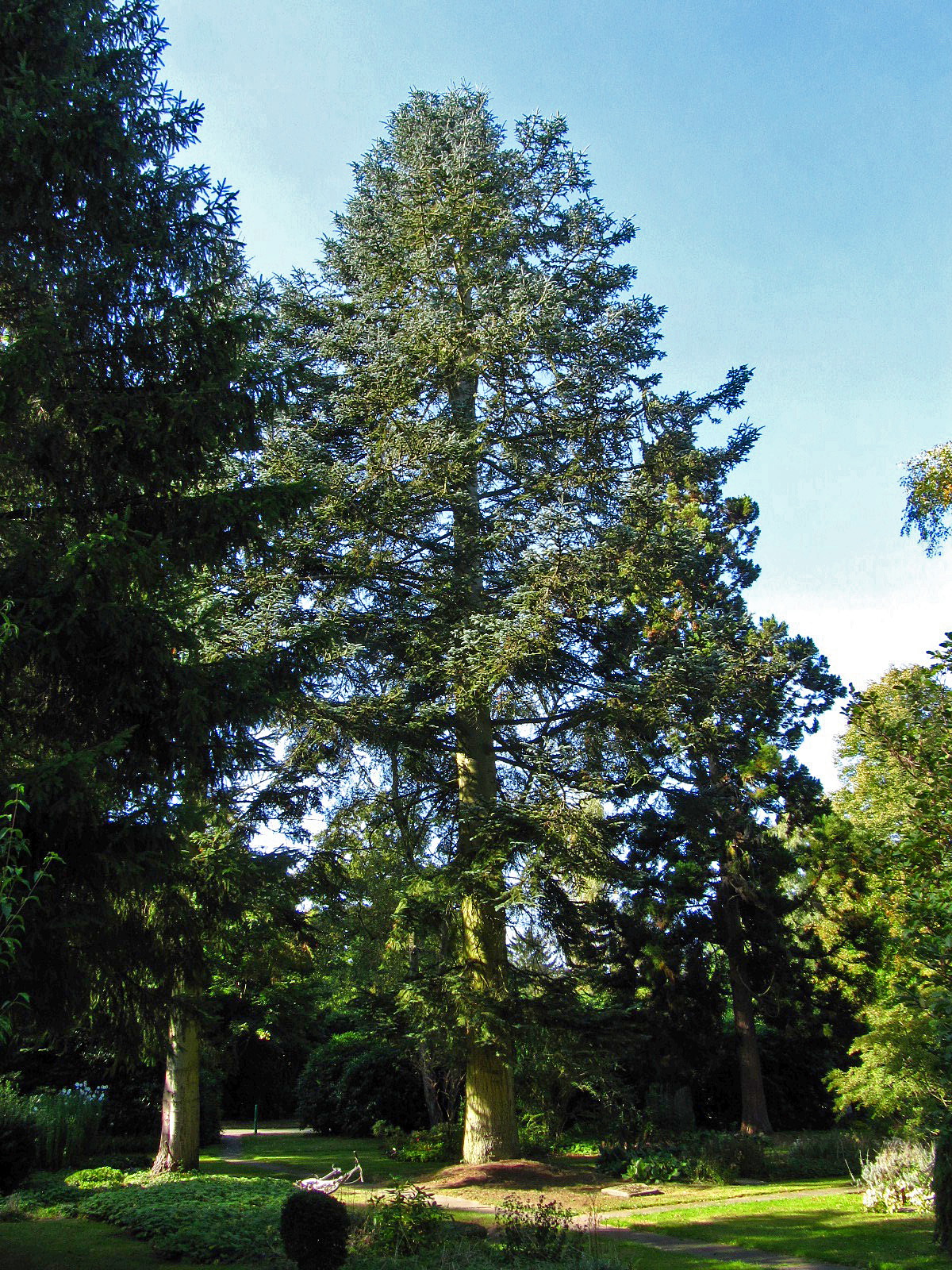 Abies procera