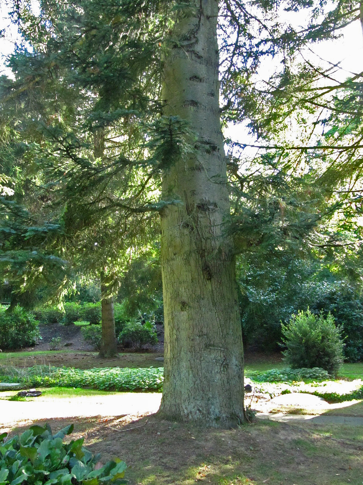 Abies procera - Ohlsdorfer Friedhof - Sept. 2025