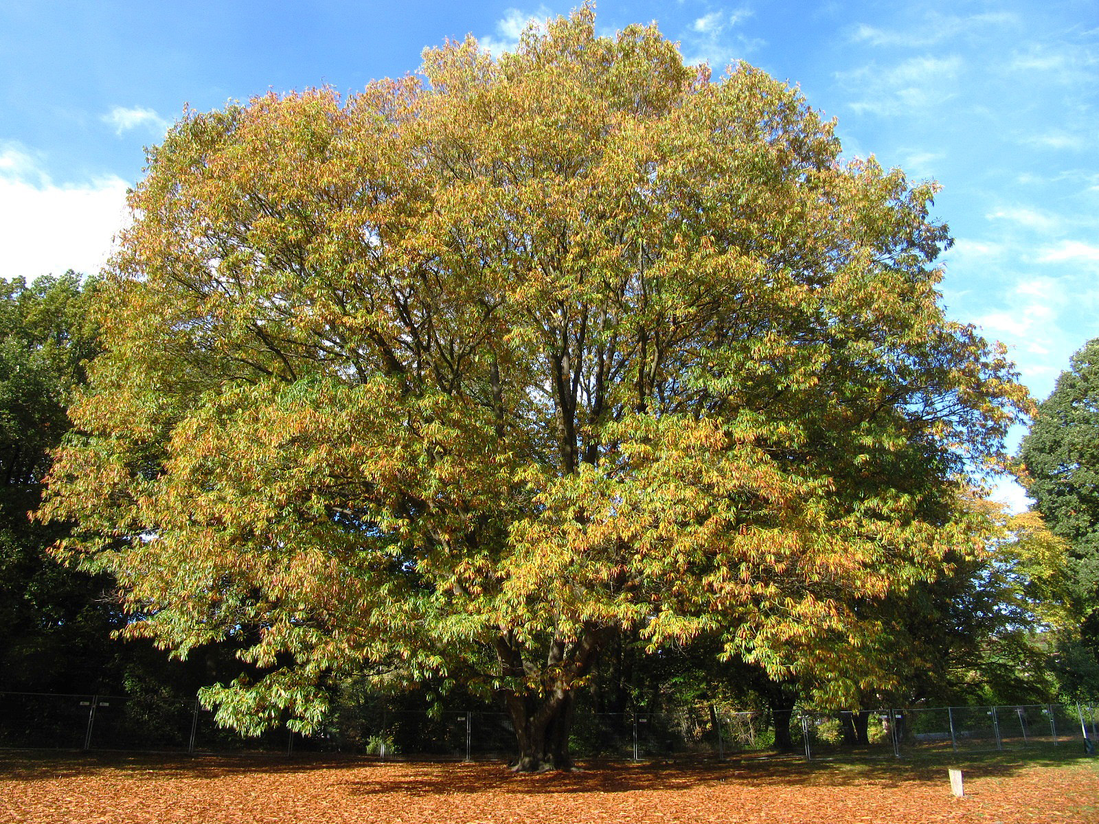 Quercus × schochiana - Eichtalpark Hamburg-Wandsbek - Okt. 2025