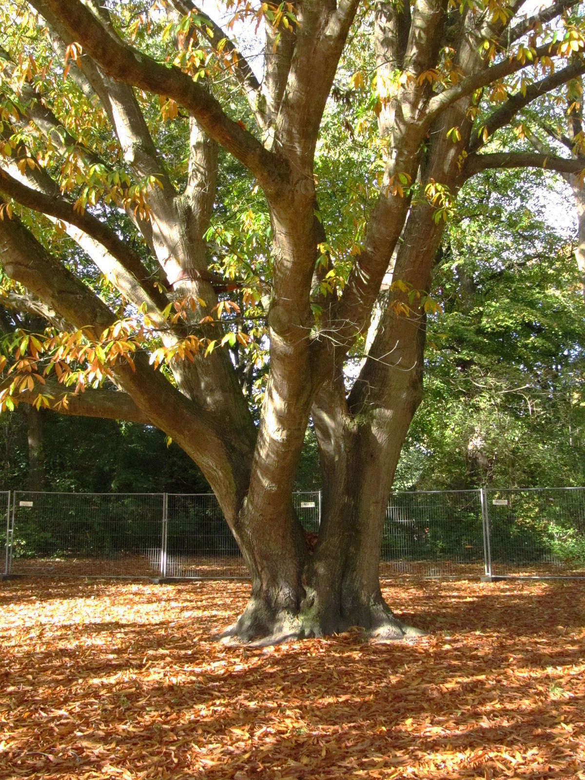 Quercus × schochiana - Eichtalpark Hamburg-Wandsbek - Okt. 2025