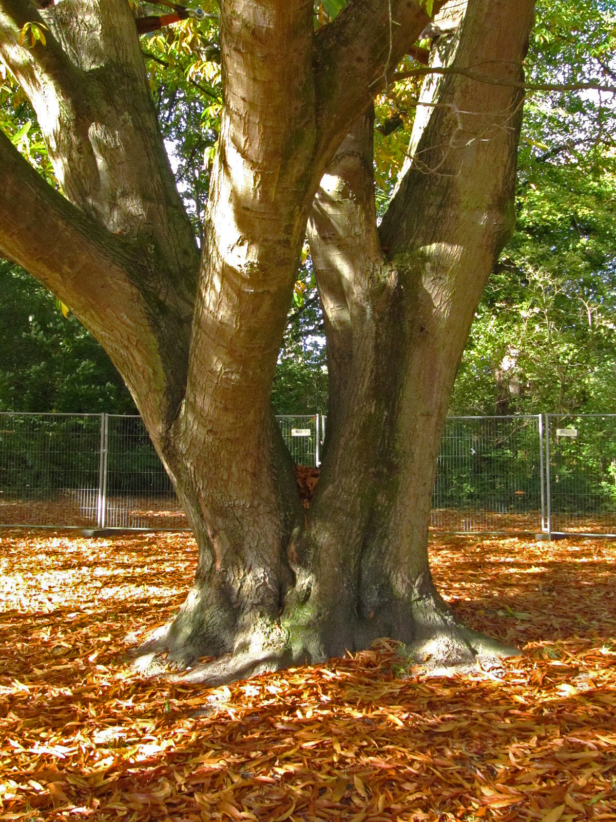Quercus × schochiana - Eichtalpark Hamburg-Wandsbek - Okt. 2025