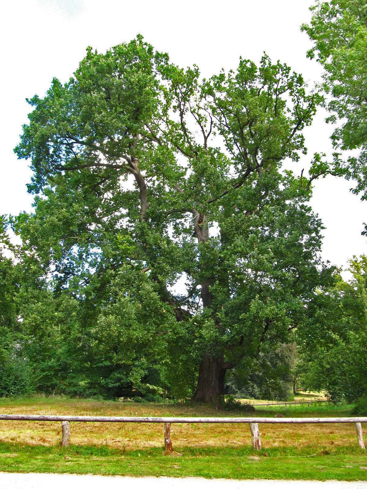 Quercus robur - Berner Gutspark Hamburg-Berne - Sept. 2025