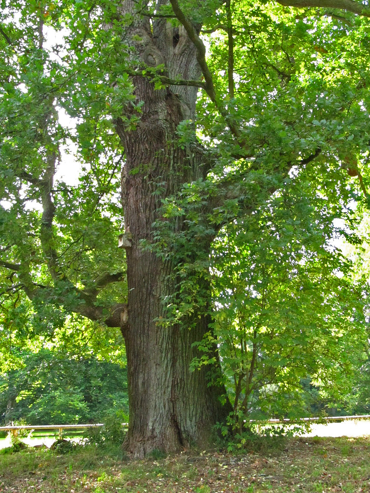 Quercus robur - Berner Gutspark Hamburg-Berne - Sept. 2025