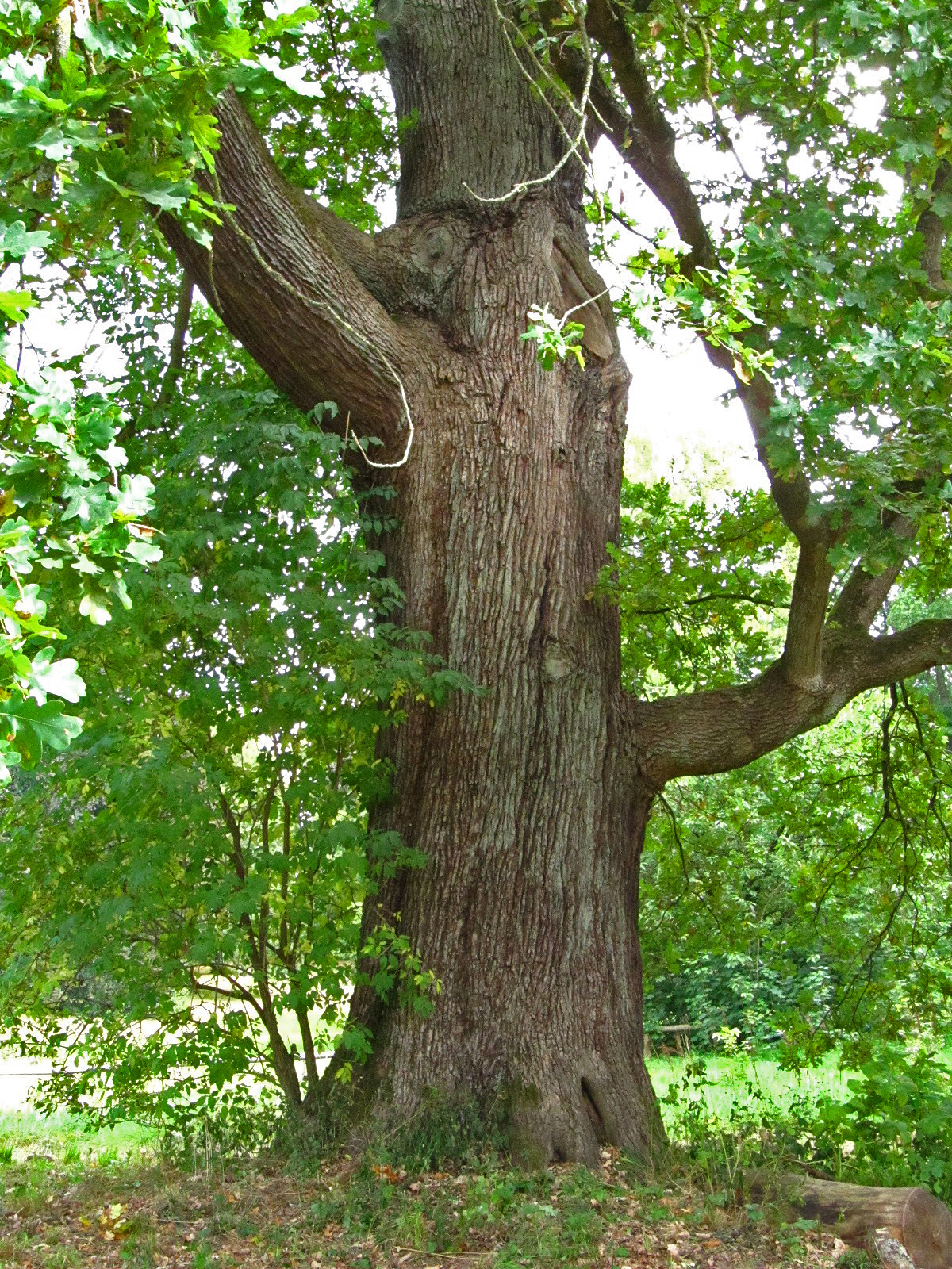 Quercus robur - Berner Gutspark Hamburg-Berne - Sept. 2025
