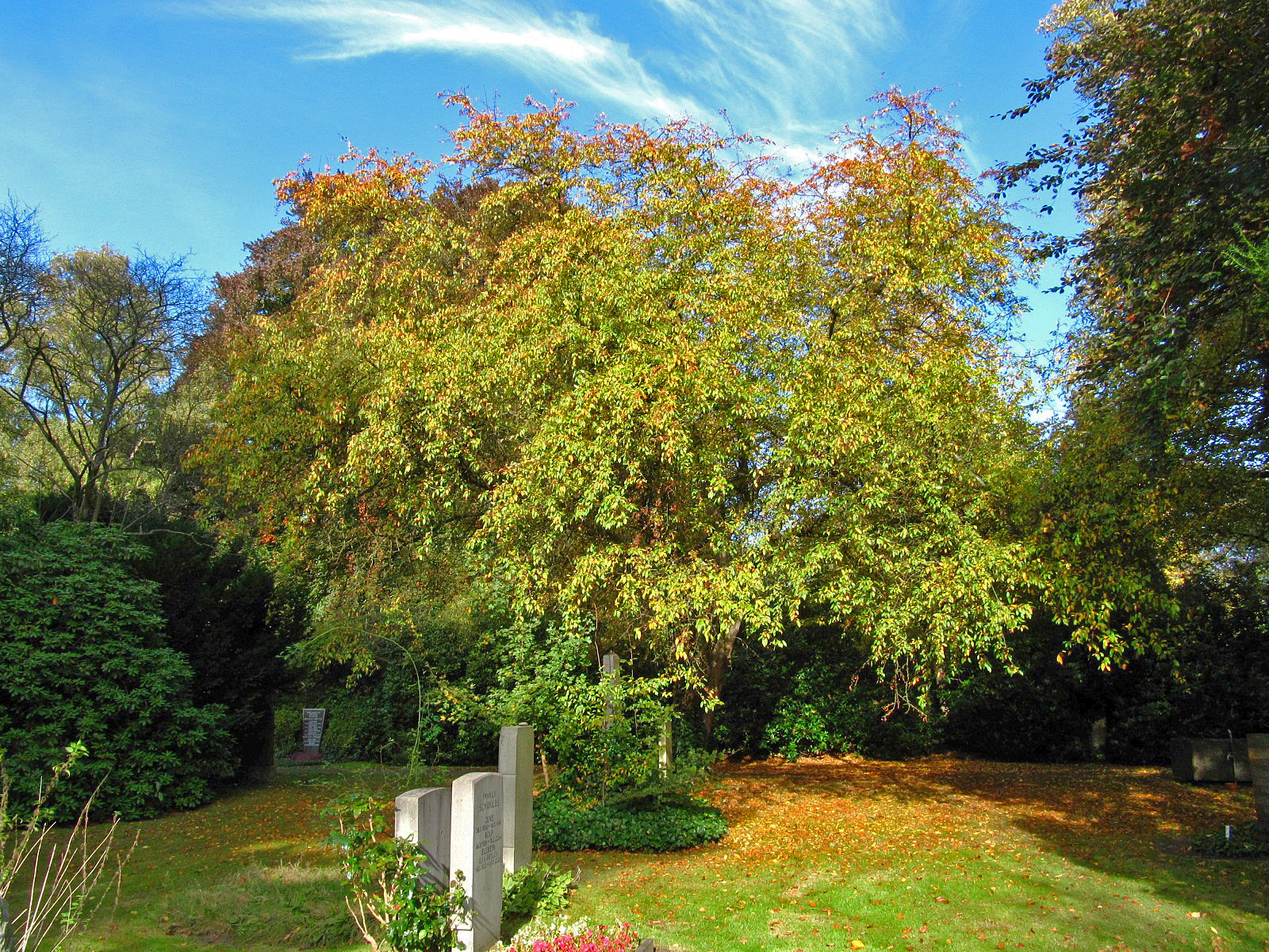 Malus toringo