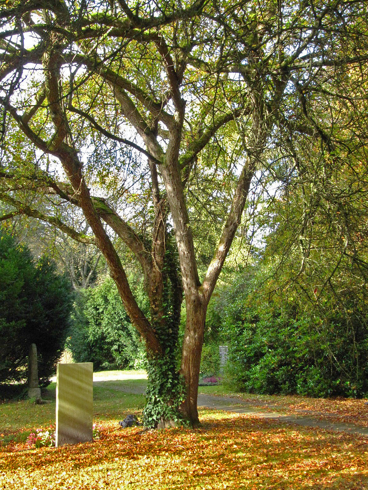 Malus toringo - Ohlsdorfer Friedhof - Okt. 2025