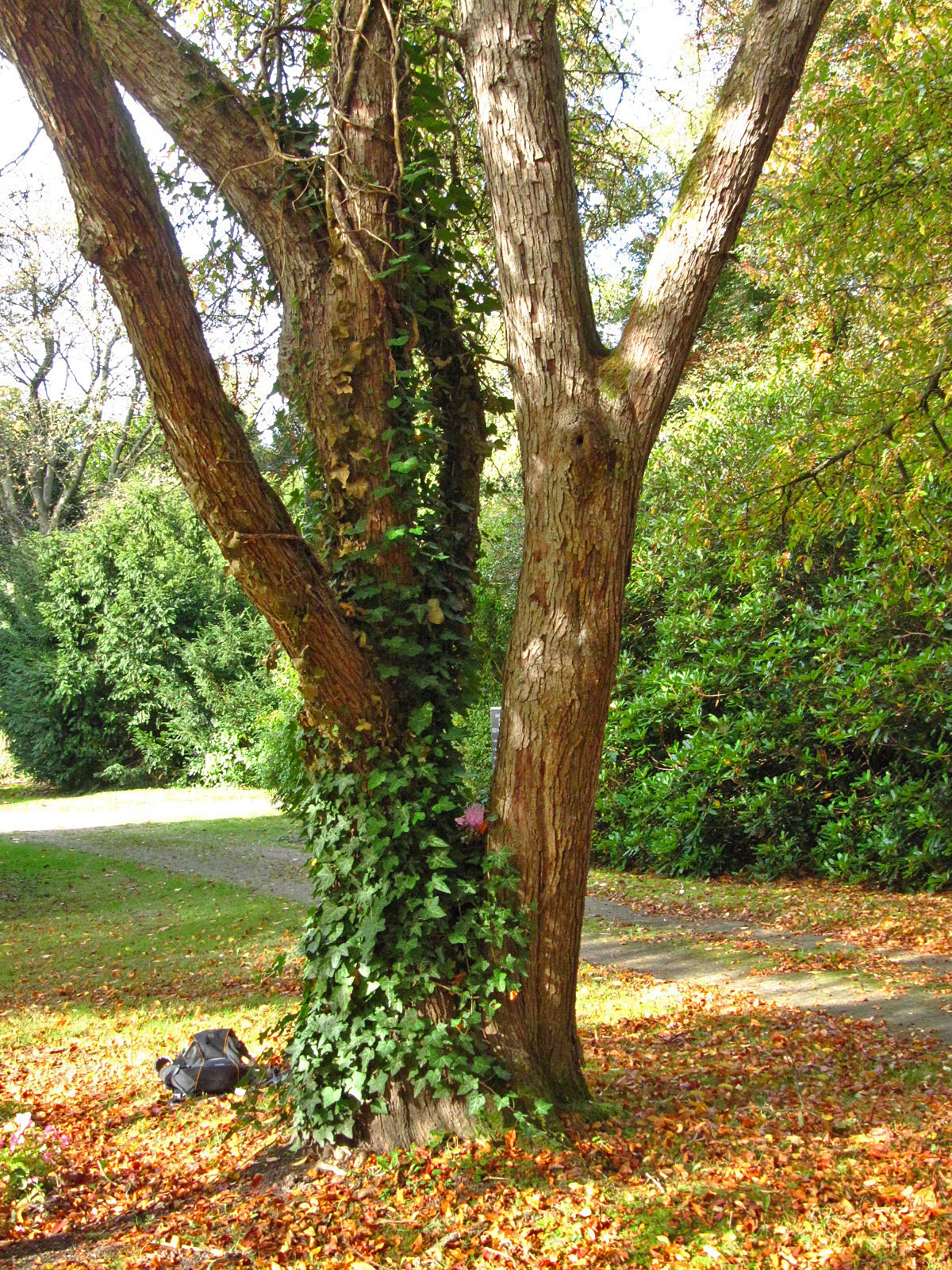 Malus toringo - Ohlsdorfer Friedhof - Okt. 2025